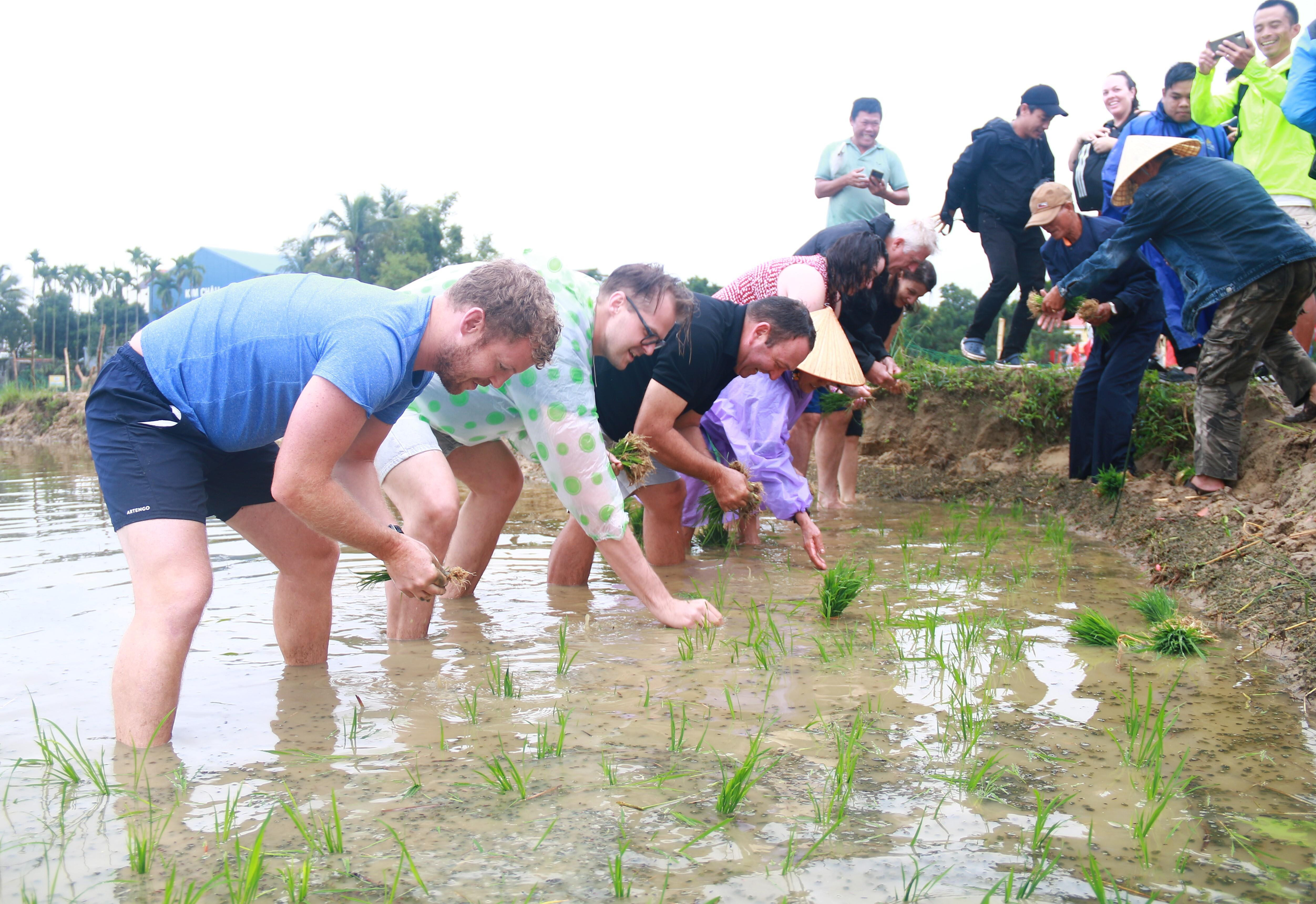 Ông Tây bà Đầm đội mưa lội bùn tát nước, cưỡi trâu cày ruộng, cấy lúa ở Hội An - 10