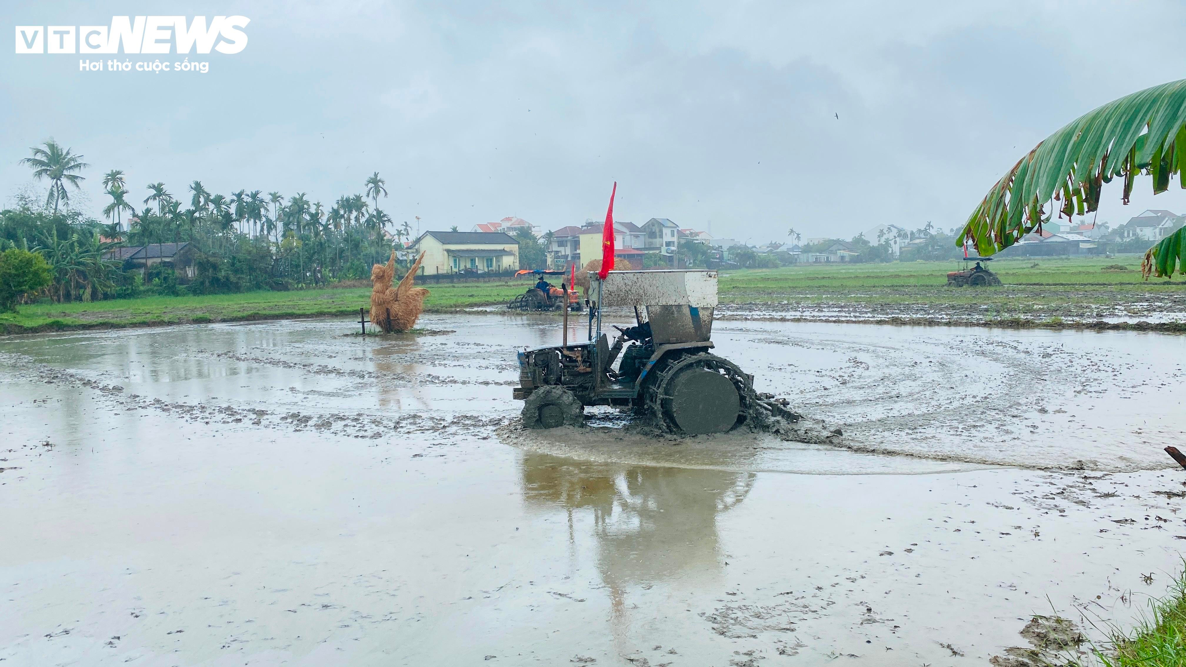 Ông Tây bà Đầm đội mưa lội bùn tát nước, cưỡi trâu cày ruộng, cấy lúa ở Hội An - 3