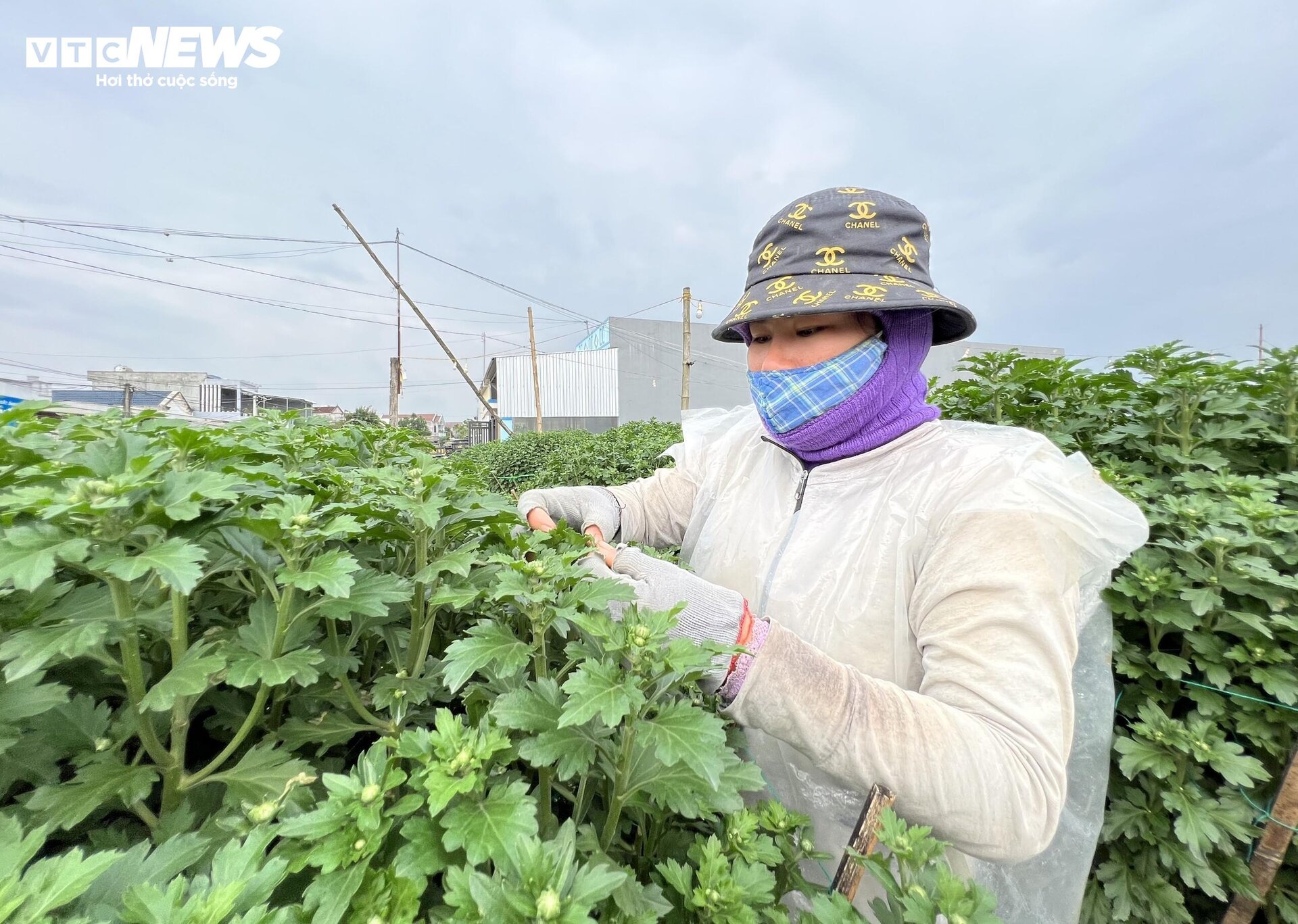 Thủ phủ hoa cúc miền Trung vào vụ Tết, nông dân bội thu - 1