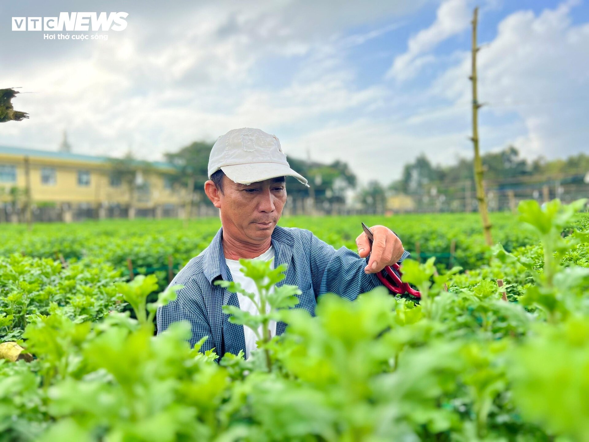 Thủ phủ hoa cúc miền Trung vào vụ Tết, nông dân bội thu - 8