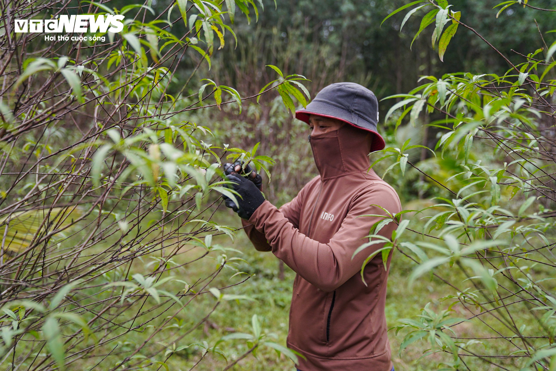 Nông dân Hà Tĩnh đội mưa ‘thay áo’ cho đào phai chờ đón vụ Tết - 6