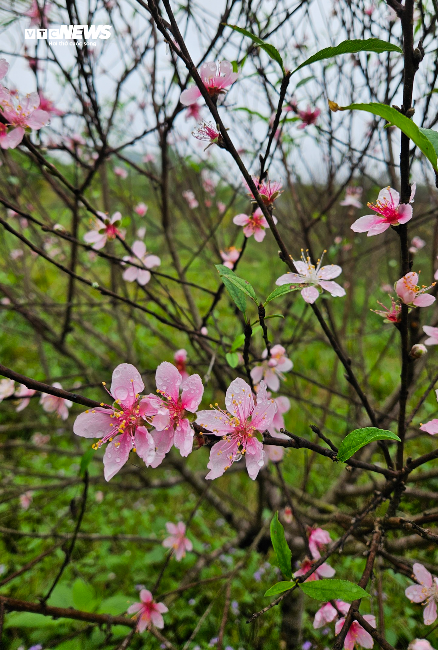 Nông dân Hà Tĩnh đội mưa ‘thay áo’ cho đào phai chờ đón vụ Tết - 4