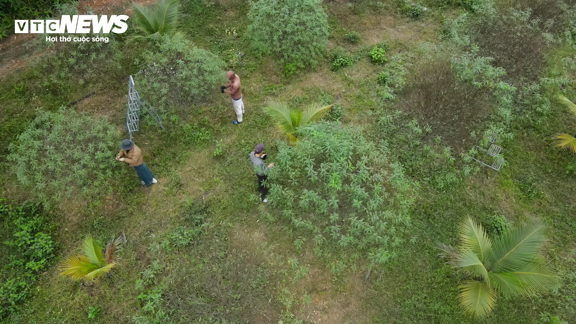 Nông dân Hà Tĩnh đội mưa ‘thay áo’ cho đào phai chờ đón vụ Tết - 11