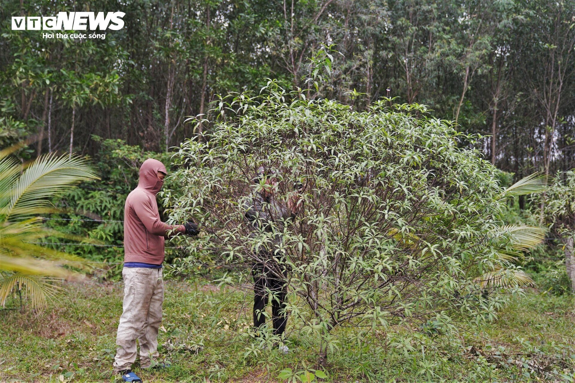 Nông dân Hà Tĩnh đội mưa ‘thay áo’ cho đào phai chờ đón vụ Tết - 12