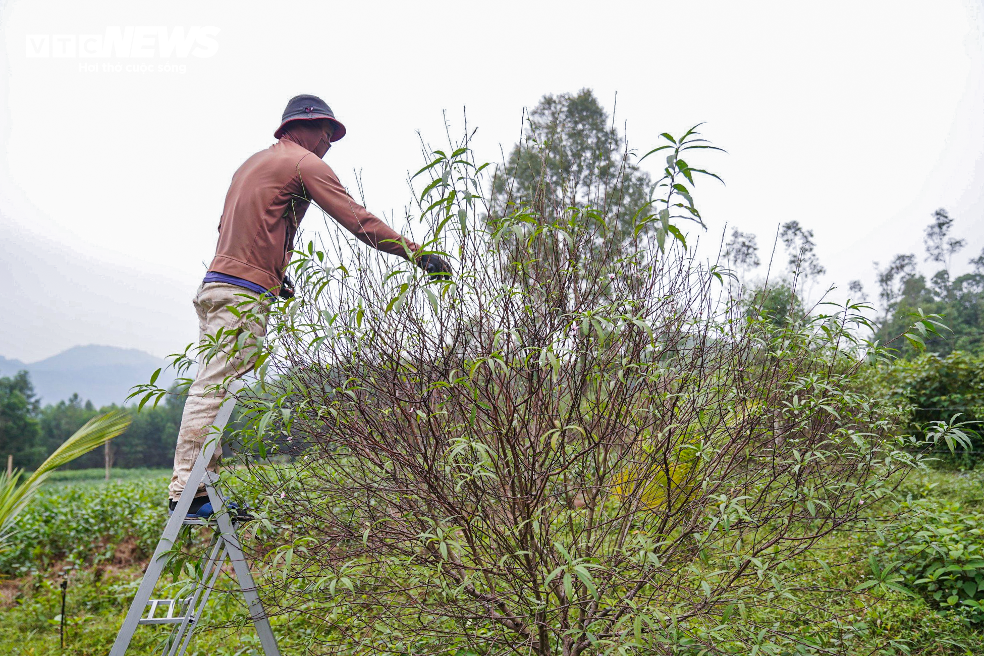 Nông dân Hà Tĩnh đội mưa ‘thay áo’ cho đào phai chờ đón vụ Tết - 10