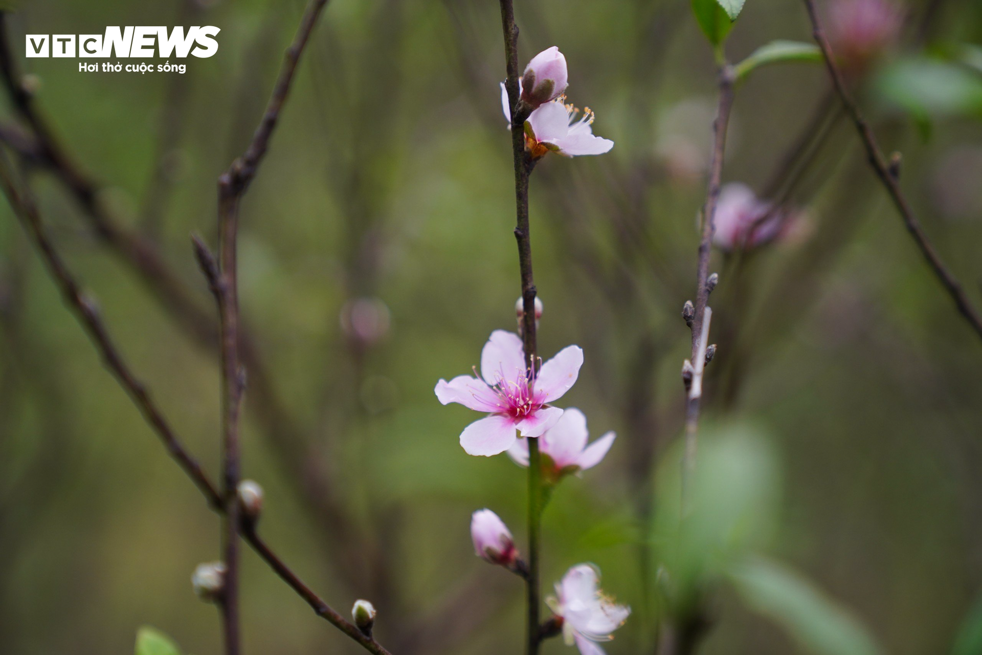 Nông dân Hà Tĩnh đội mưa ‘thay áo’ cho đào phai chờ đón vụ Tết - 7