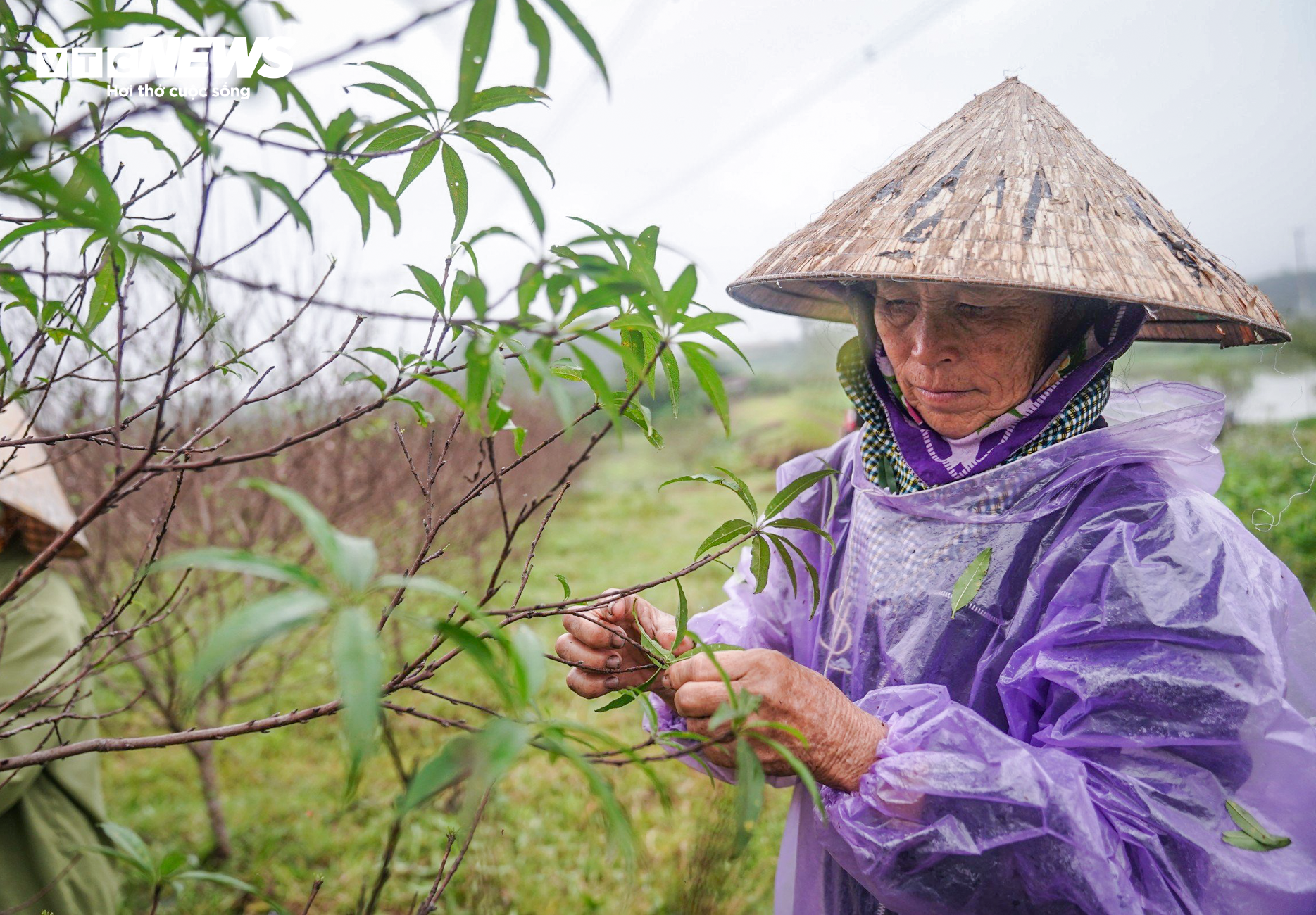 Nông dân Hà Tĩnh đội mưa ‘thay áo’ cho đào phai chờ đón vụ Tết - 3