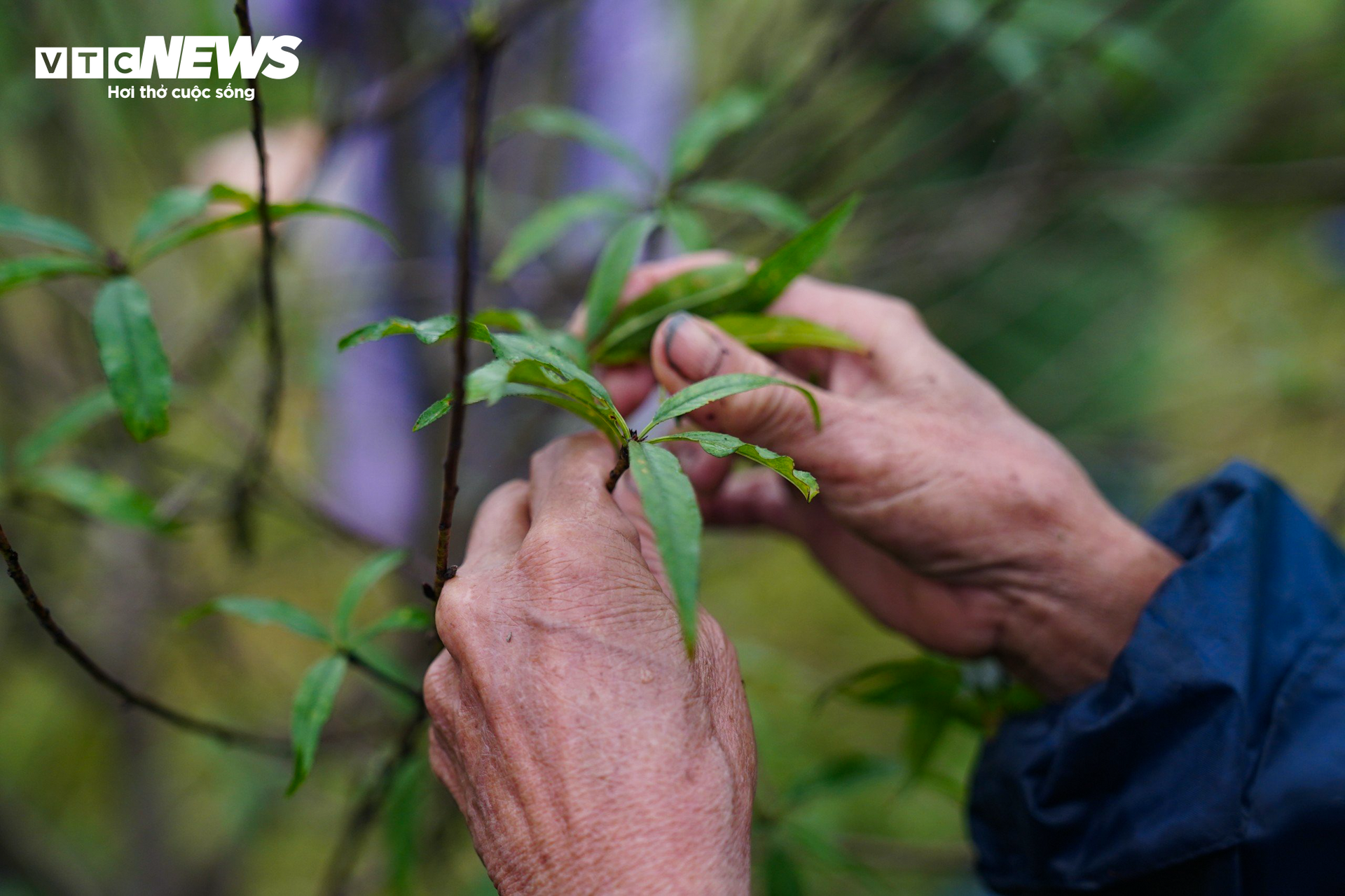 Nông dân Hà Tĩnh đội mưa ‘thay áo’ cho đào phai chờ đón vụ Tết - 5