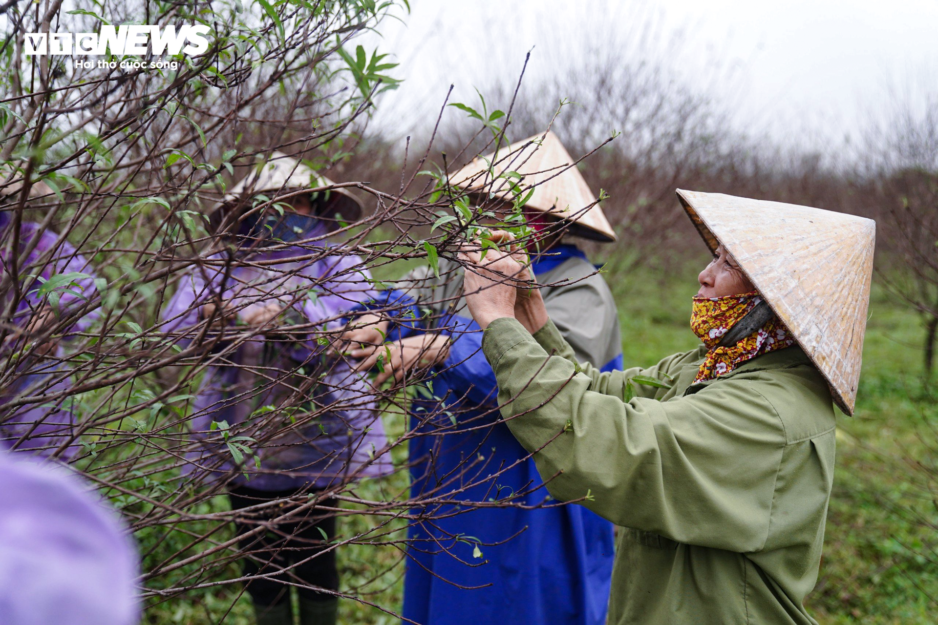Nông dân Hà Tĩnh đội mưa ‘thay áo’ cho đào phai chờ đón vụ Tết - 2