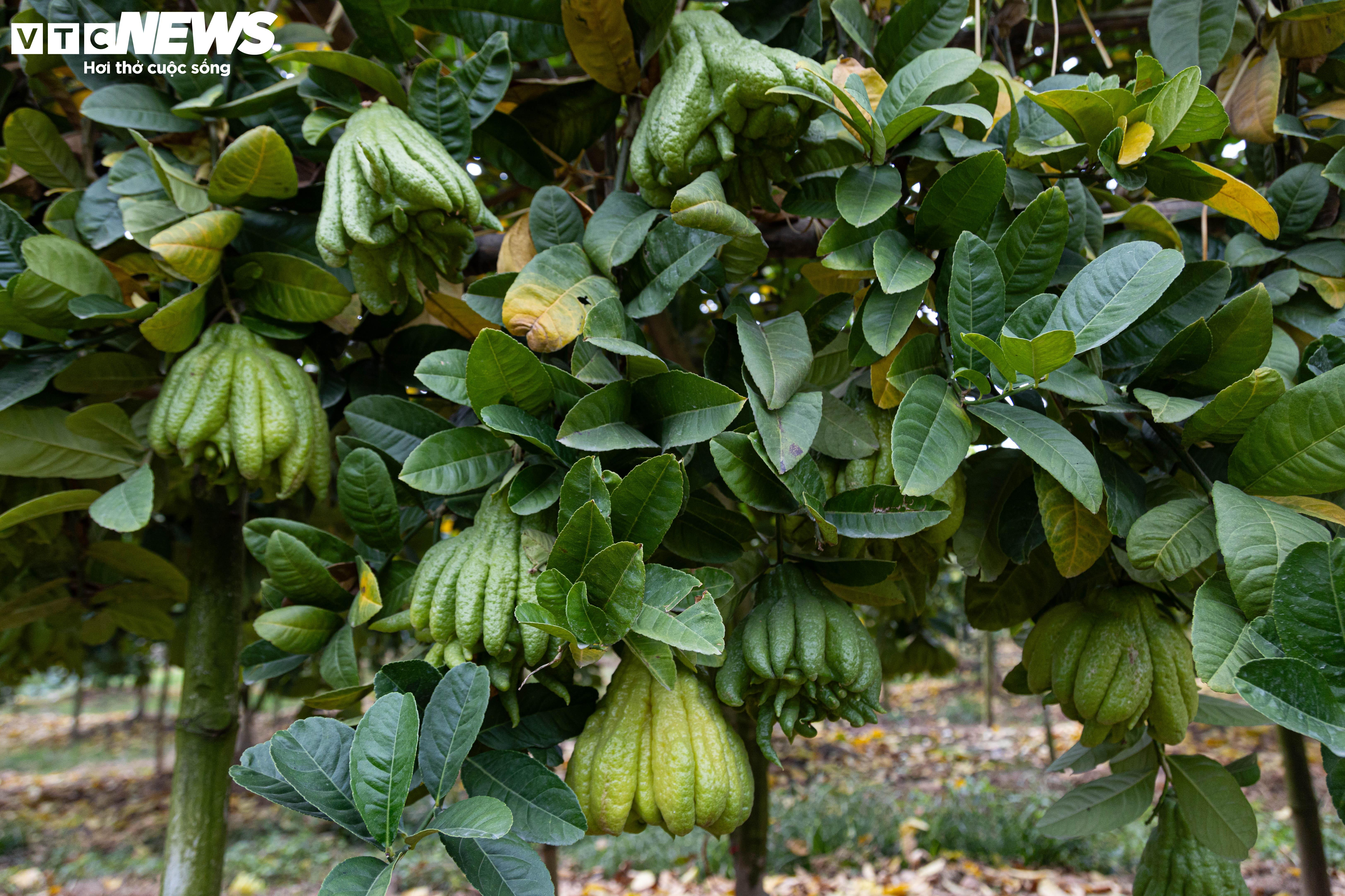 Tất bật thu hoạch, người dân trồng phật thủ ở Hà Nội bội thu - 6