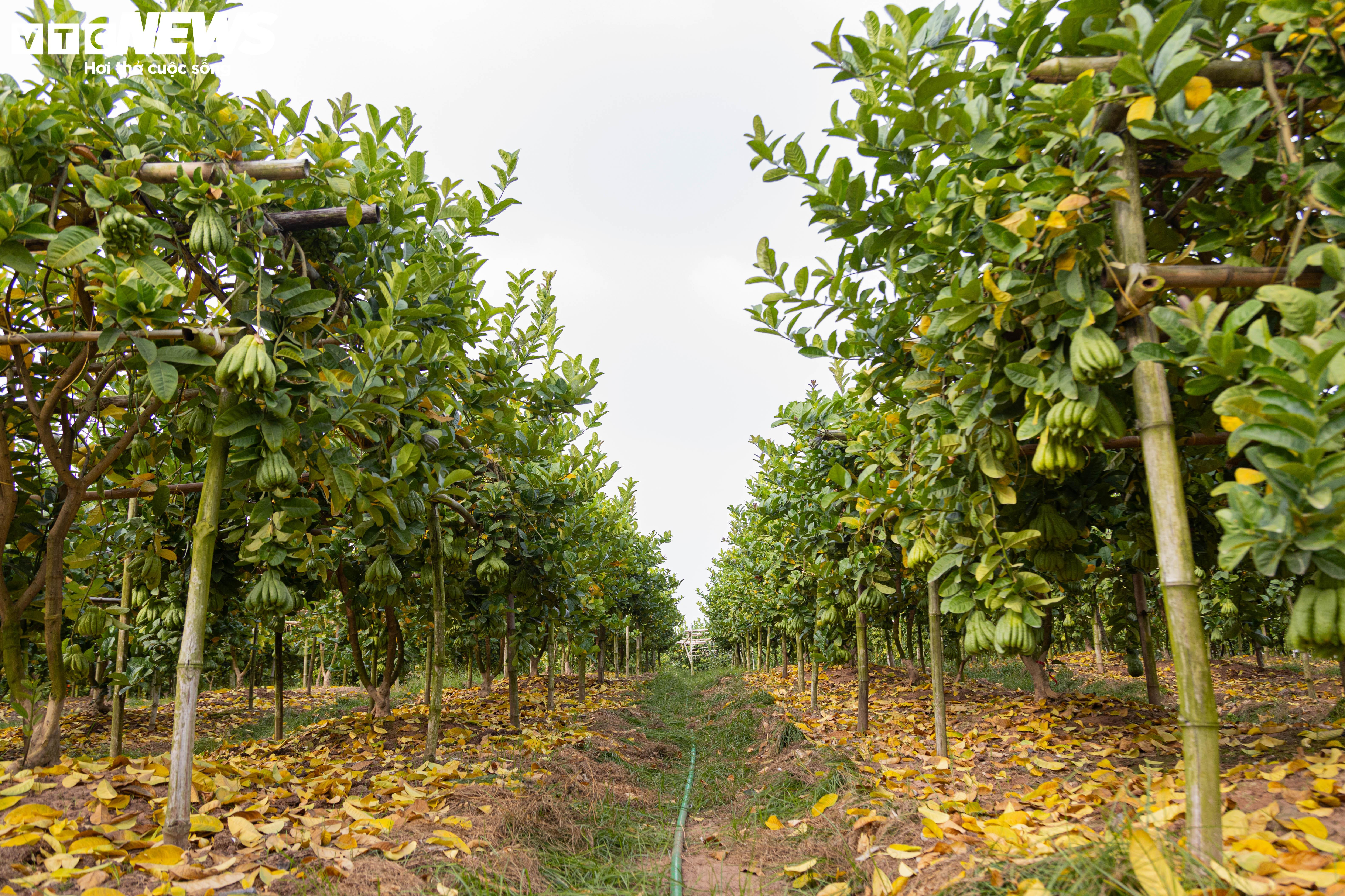 Tất bật thu hoạch, người dân trồng phật thủ ở Hà Nội bội thu - 3