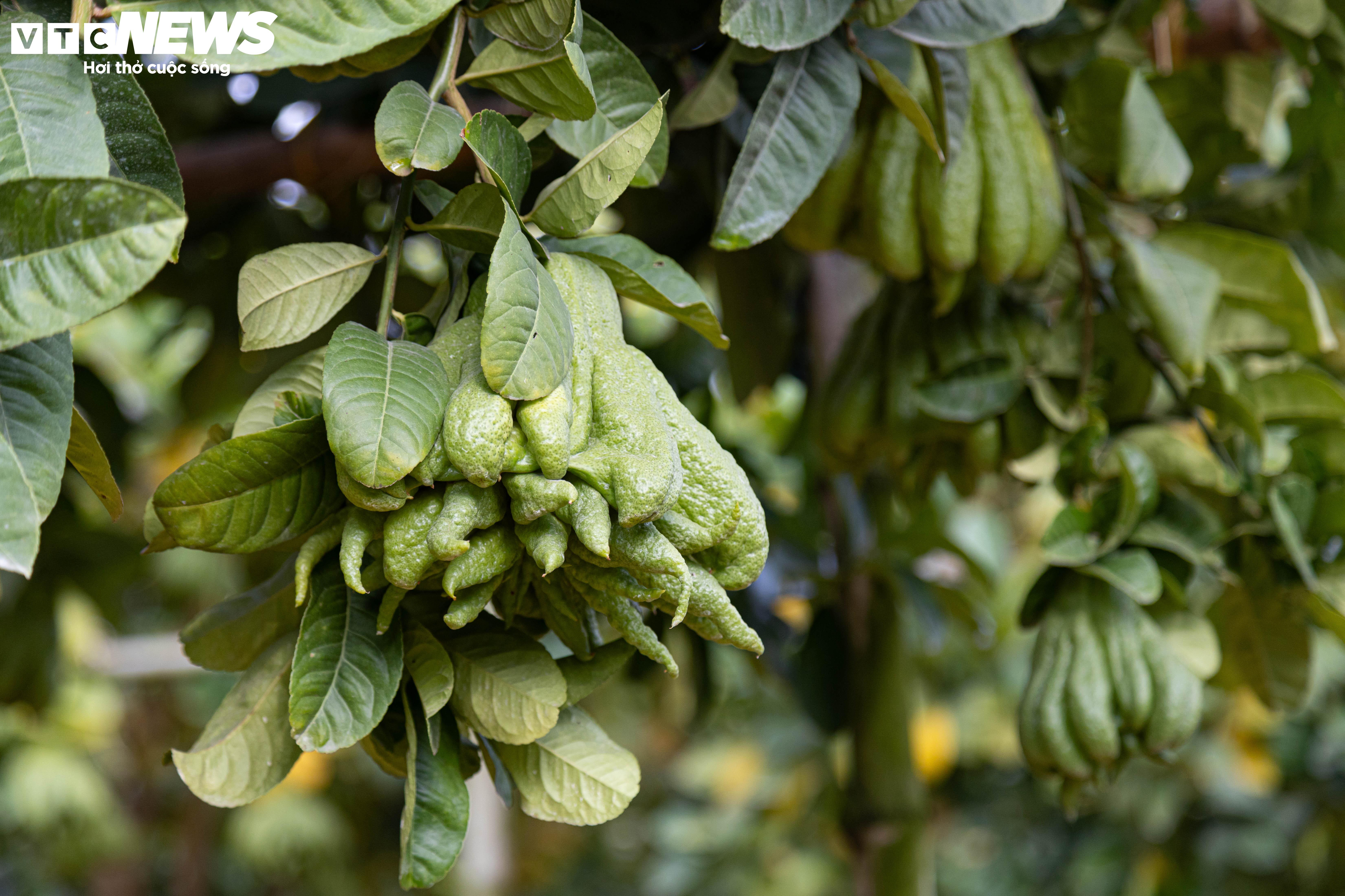 Tất bật thu hoạch, người dân trồng phật thủ ở Hà Nội bội thu - 2