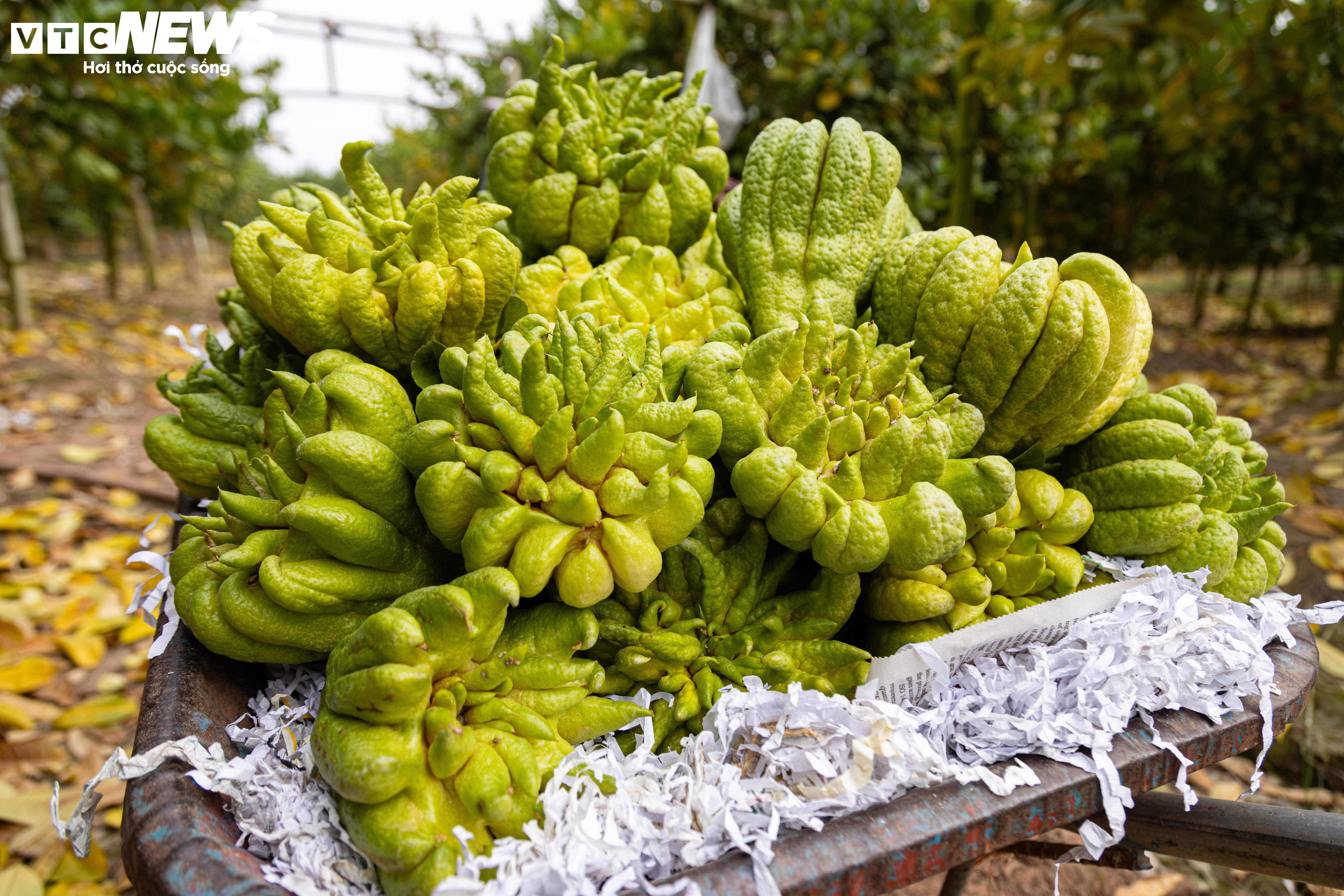 Tất bật thu hoạch, người dân trồng phật thủ ở Hà Nội bội thu - 7