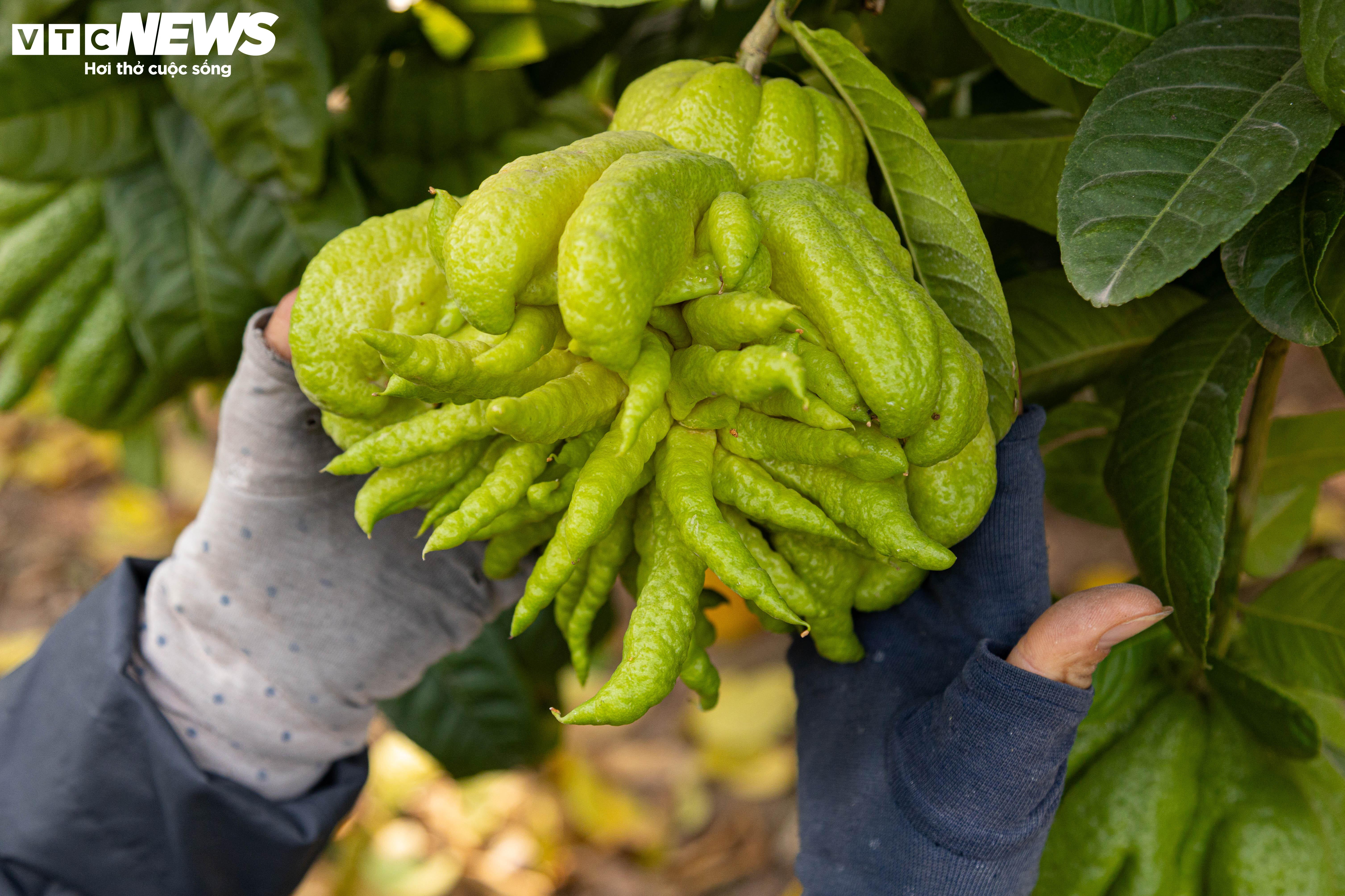 Tất bật thu hoạch, người dân trồng phật thủ ở Hà Nội bội thu - 5