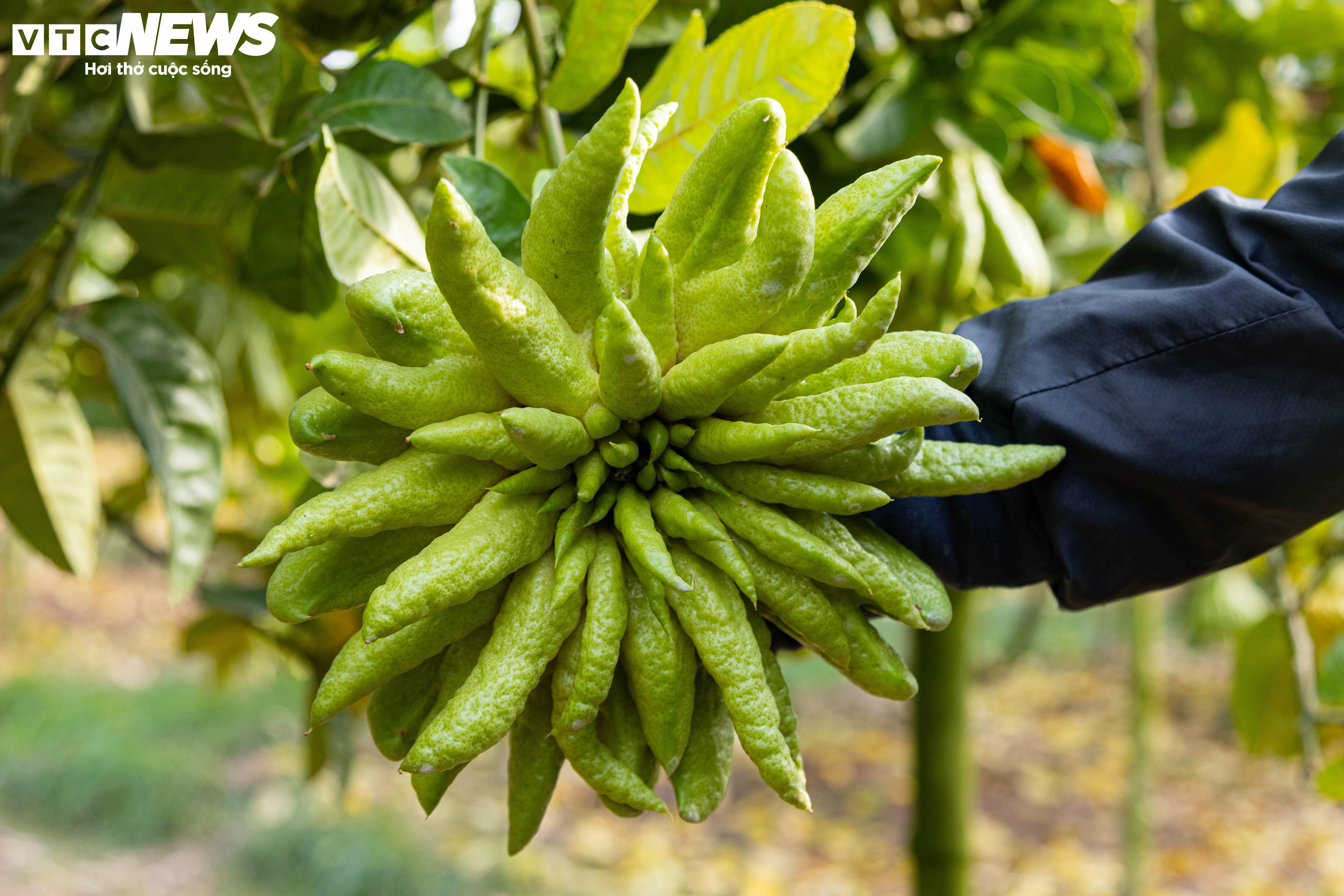 Tất bật thu hoạch, người dân trồng phật thủ ở Hà Nội bội thu - 8