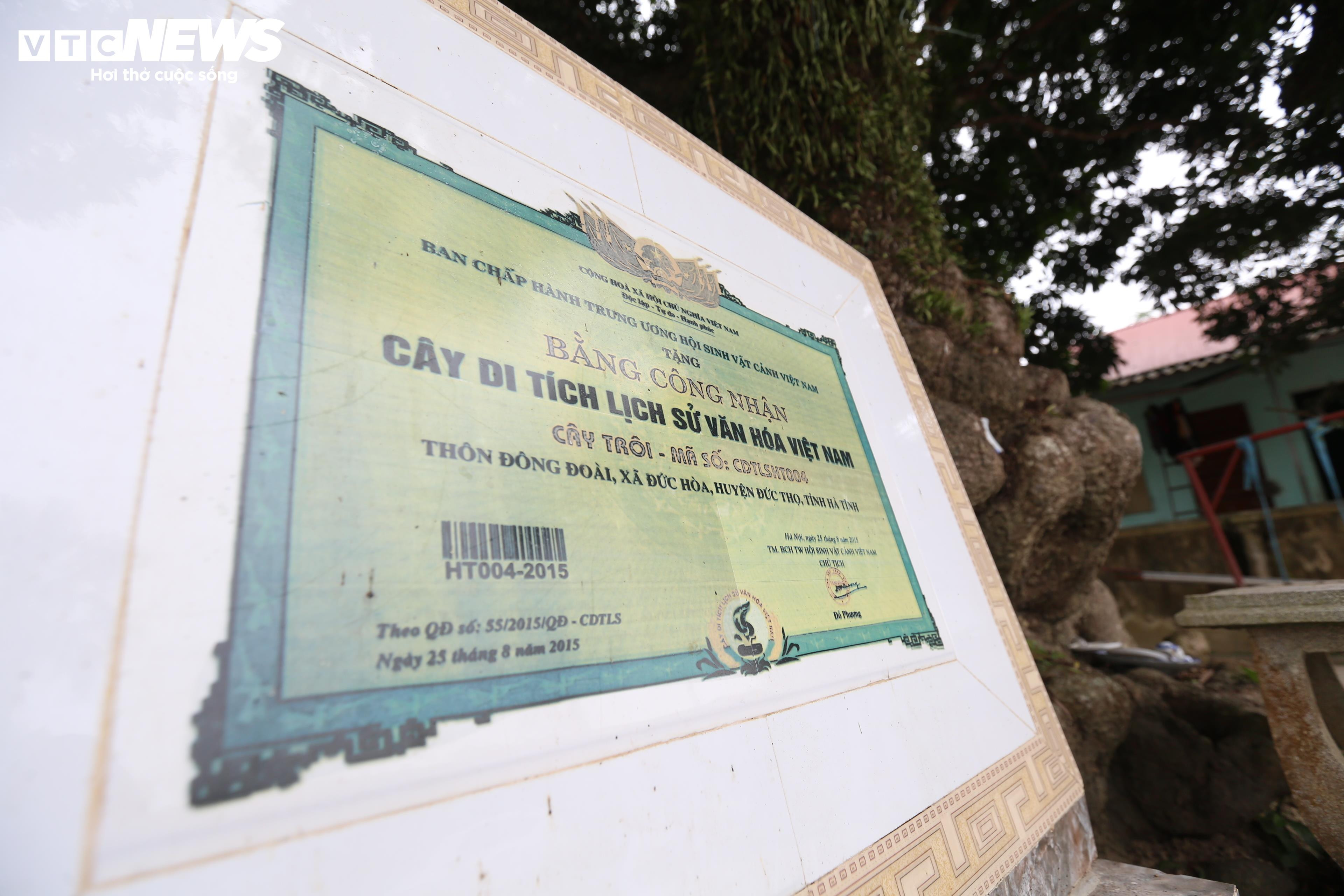 Cây trôi hơn 400 năm tuổi ở Hà Tĩnh - 15