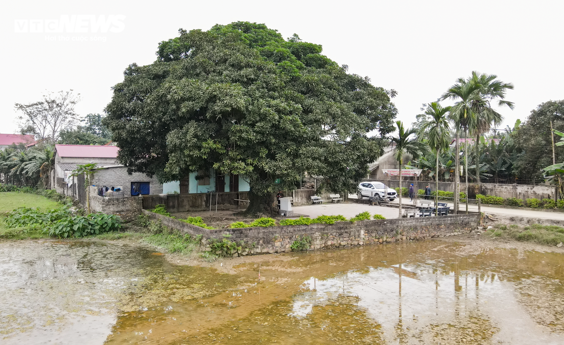 Cây trôi hơn 400 năm tuổi ở Hà Tĩnh - 1
