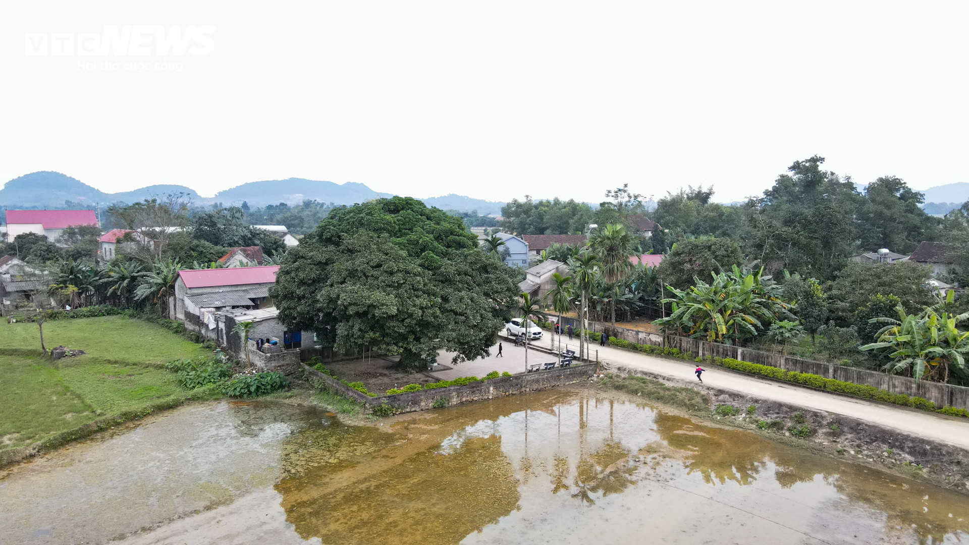 Cây trôi hơn 400 năm tuổi ở Hà Tĩnh - 17