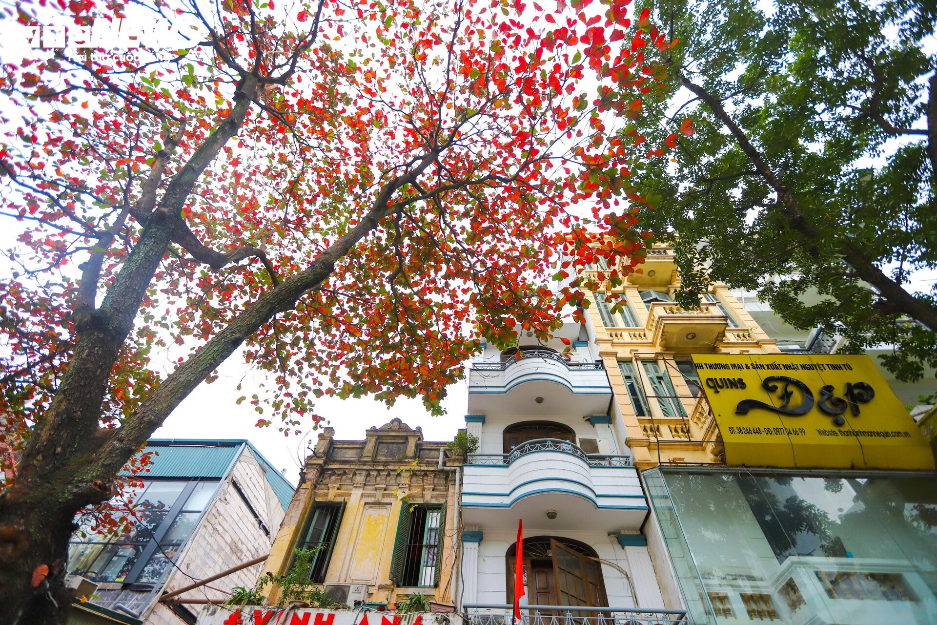 Hà Nội mùa cây bàng lá đỏ - 2