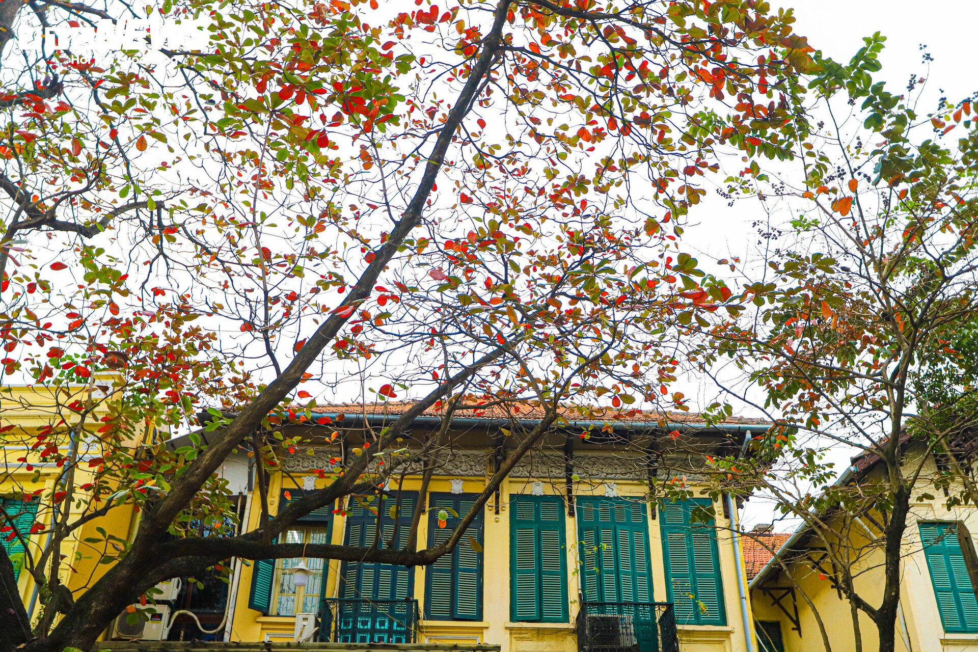 Hà Nội mùa cây bàng lá đỏ - 4