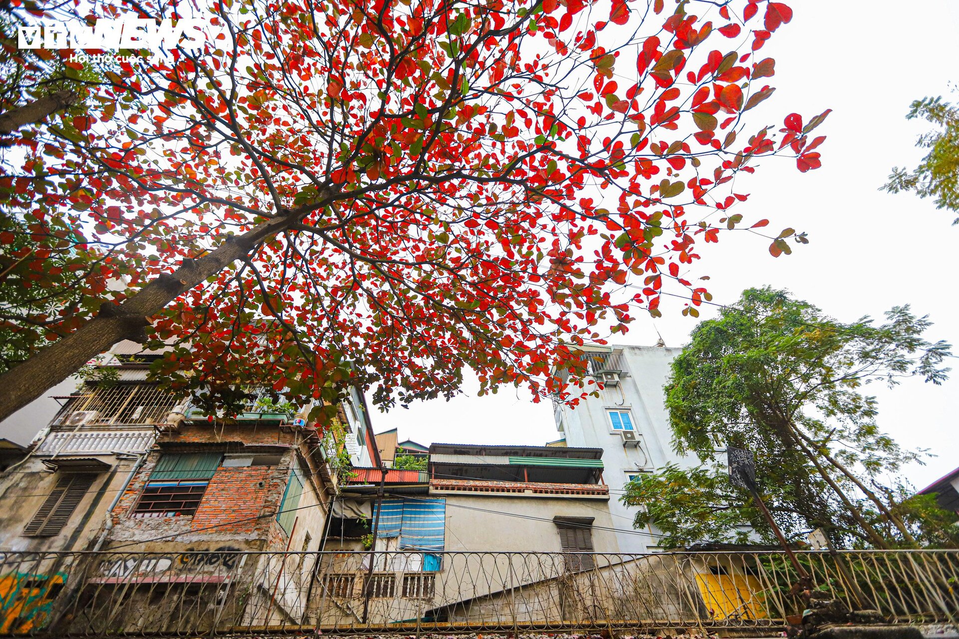 Hà Nội mùa cây bàng lá đỏ - 7