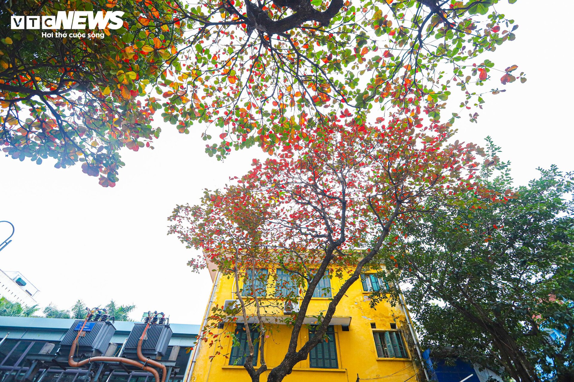 Hà Nội mùa cây bàng lá đỏ - 6