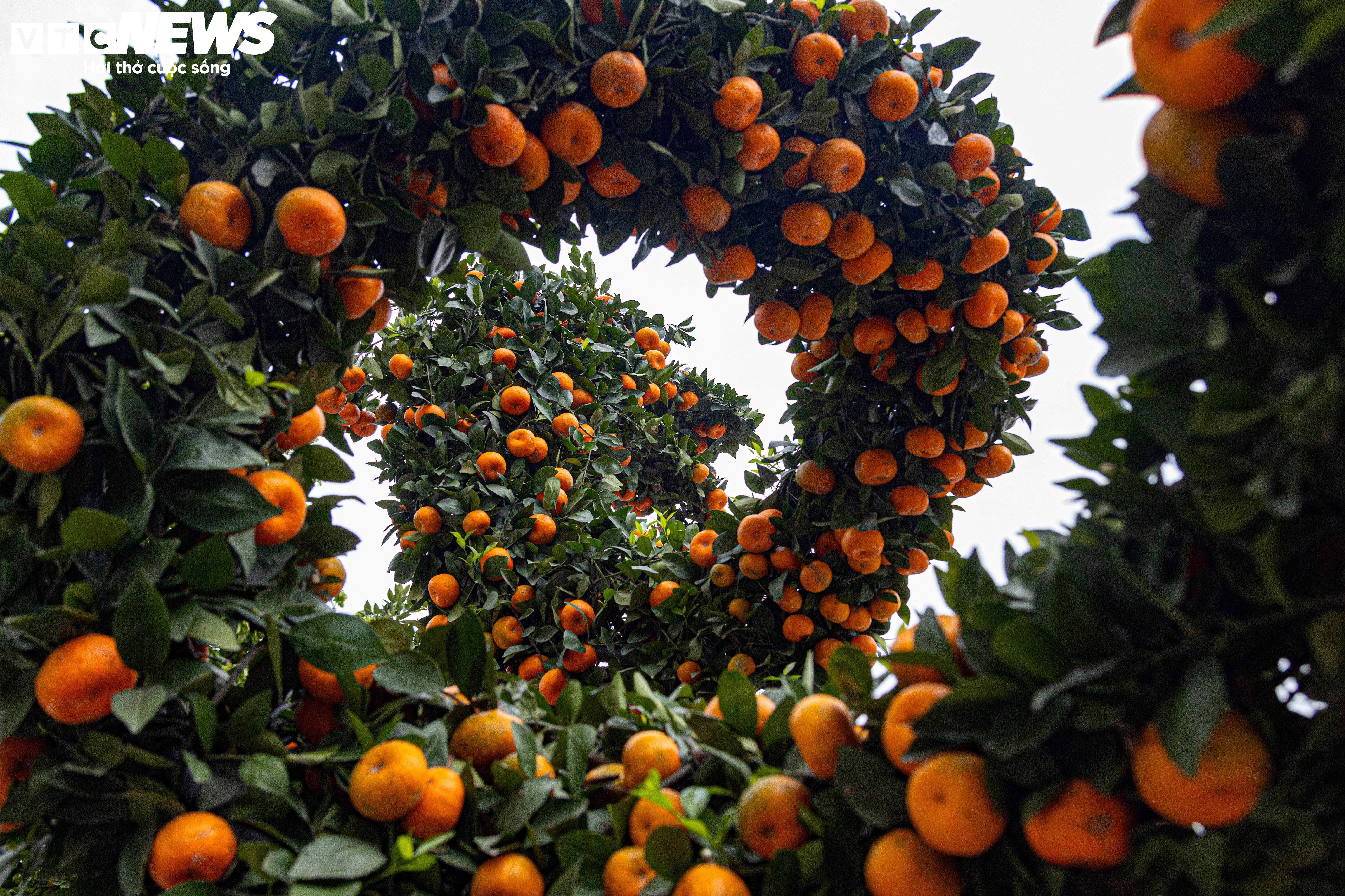 Cặp quất hình rồng giá trăm triệu khoe dáng, chờ khách đại gia xuống tiền mua - 5