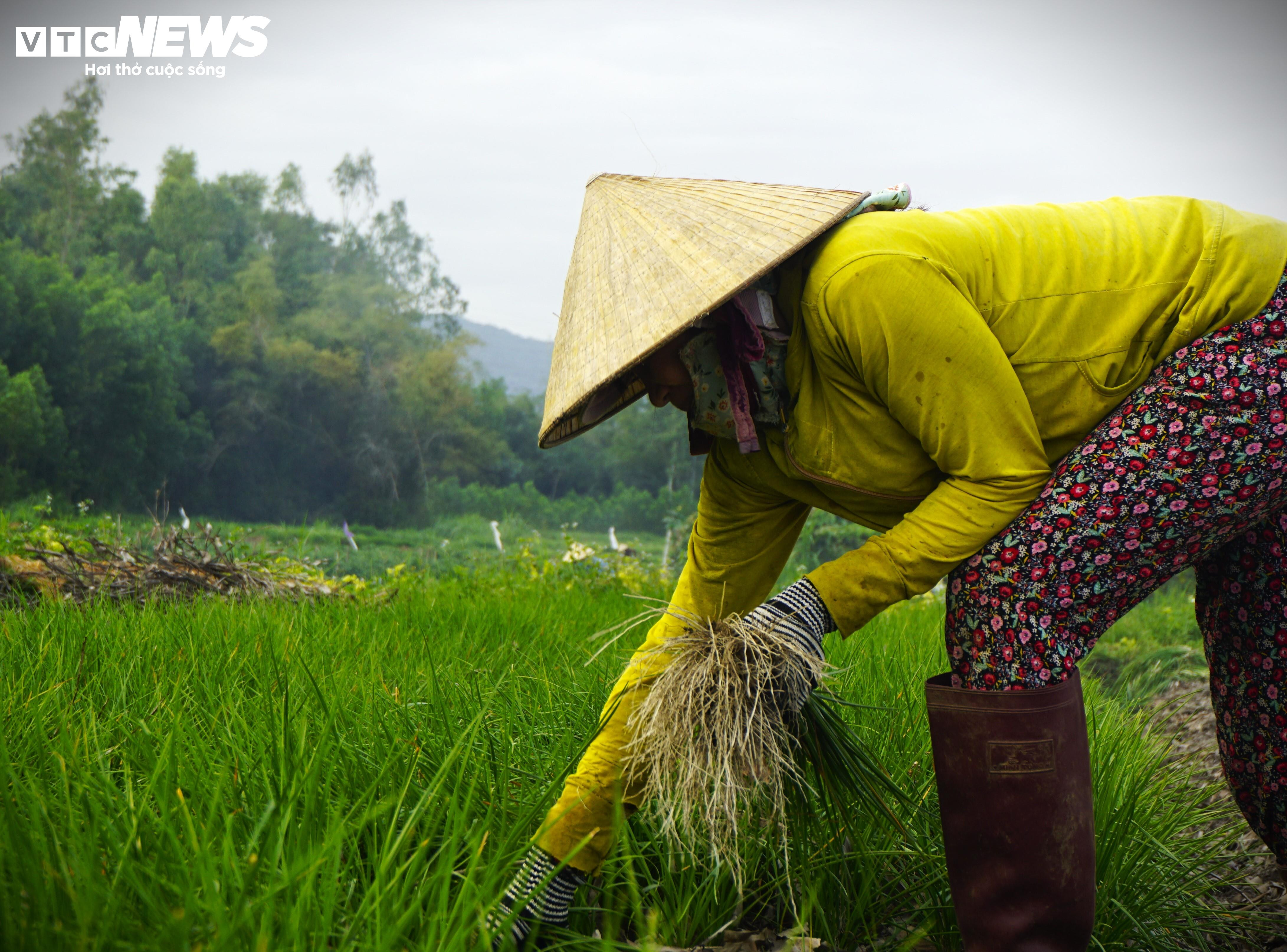 Bình Định: Kiệu Tết đã mất mùa lại rớt giá, nông dân ‘gấp đôi nỗi sầu’ - 6