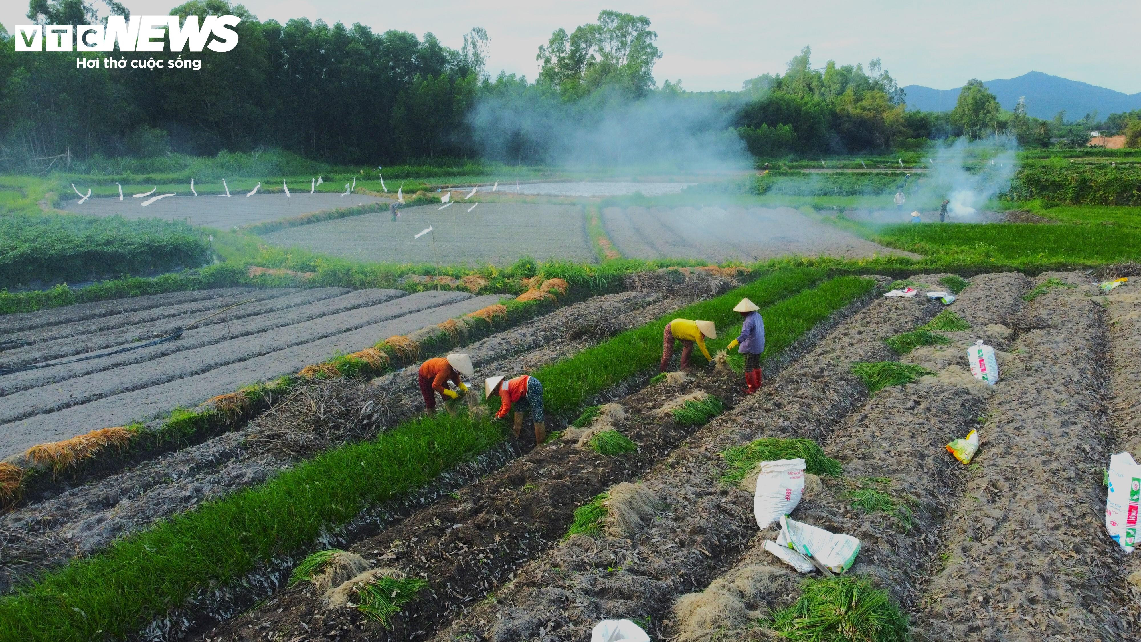 Bình Định: Kiệu Tết đã mất mùa lại rớt giá, nông dân ‘gấp đôi nỗi sầu’ - 8