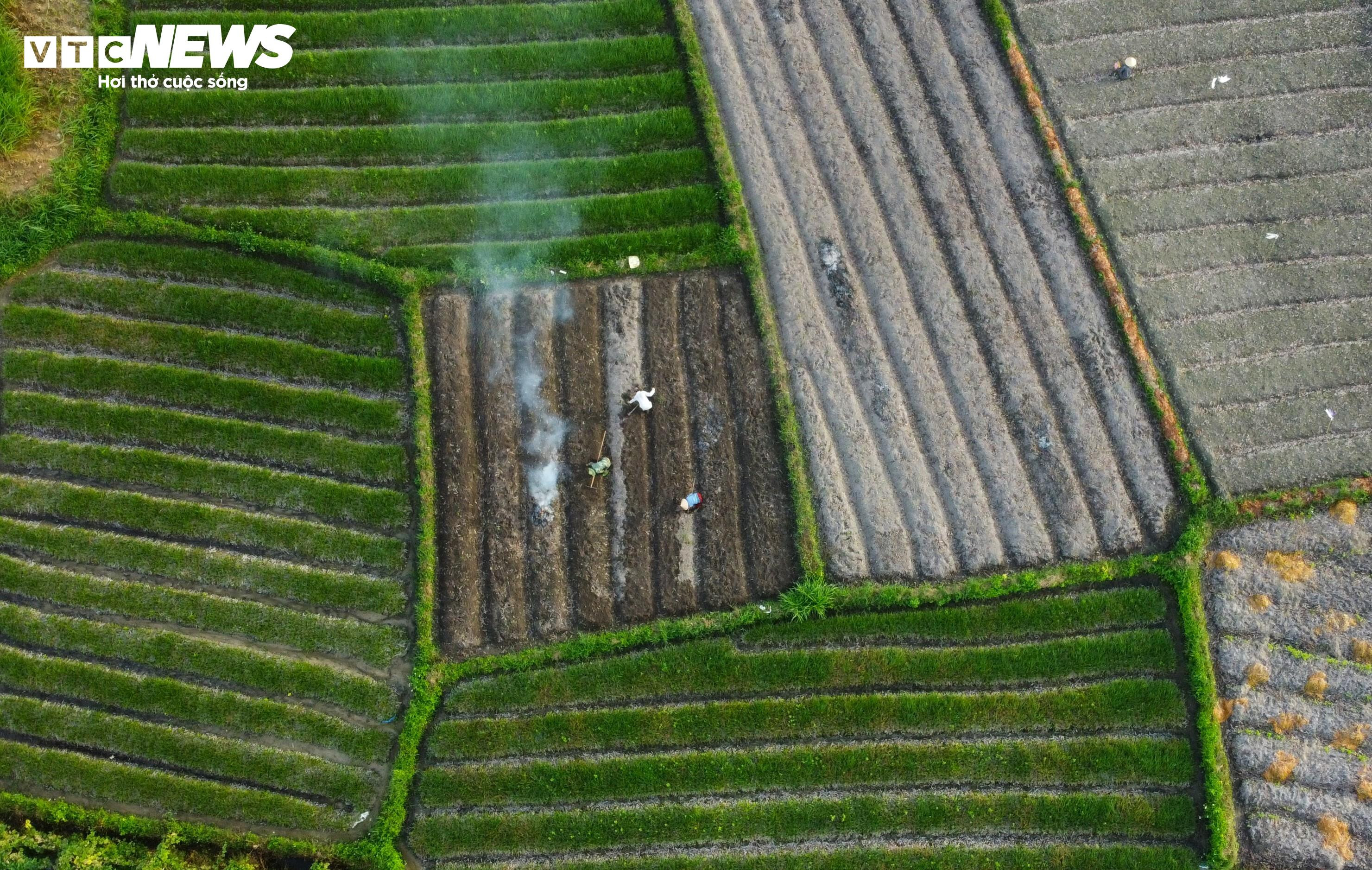 Bình Định: Kiệu Tết đã mất mùa lại rớt giá, nông dân ‘gấp đôi nỗi sầu’ - 9