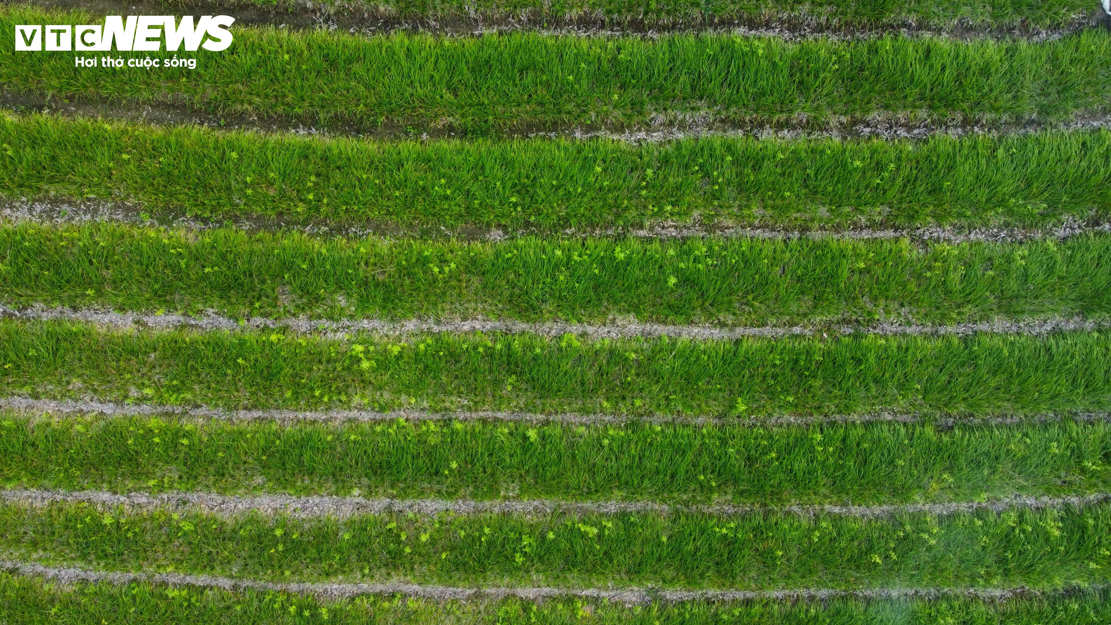 Bình Định: Kiệu Tết đã mất mùa lại rớt giá, nông dân ‘gấp đôi nỗi sầu’ - 10