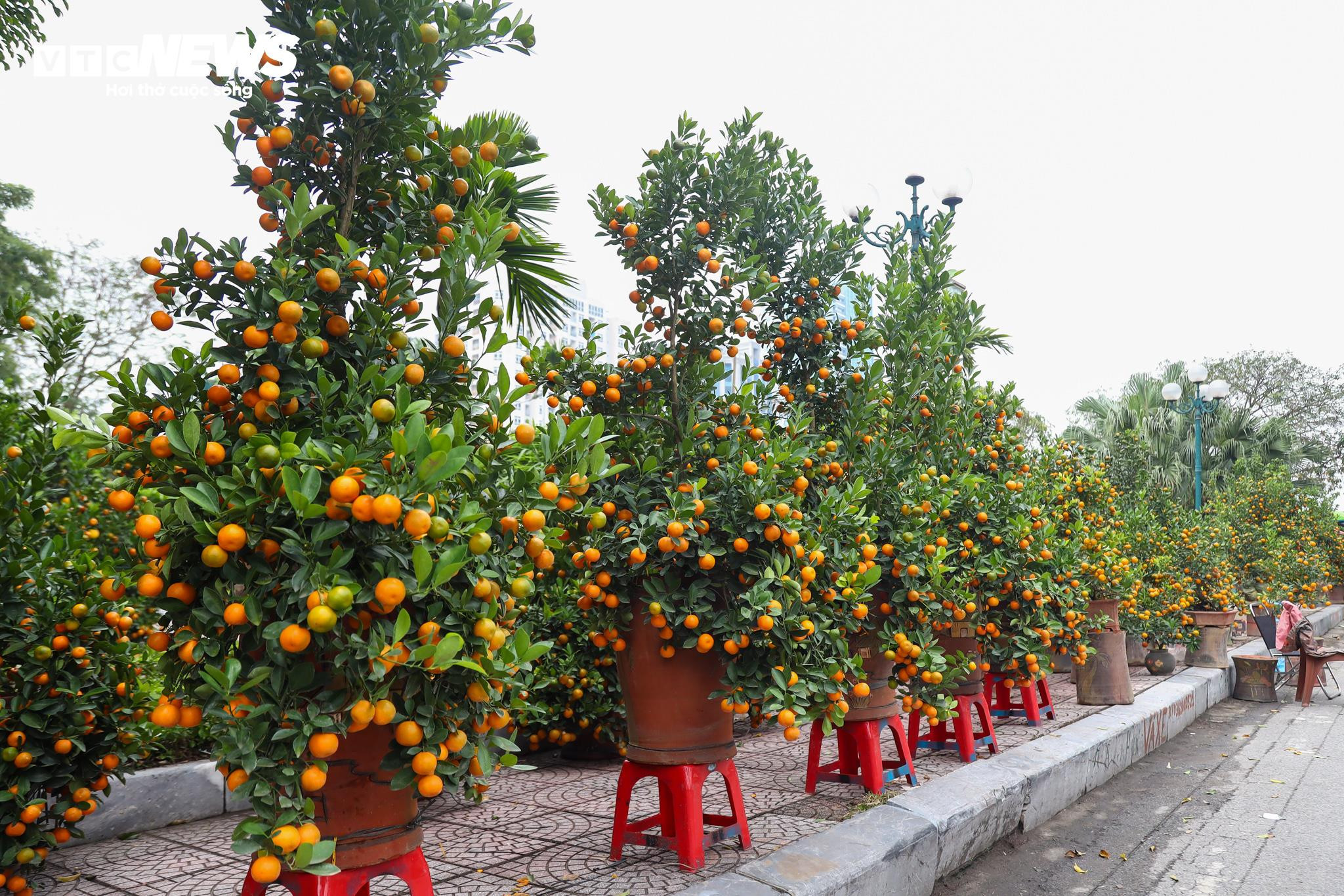 Cặp quất hình rồng giá trăm triệu khoe dáng, chờ khách đại gia xuống tiền mua - 1