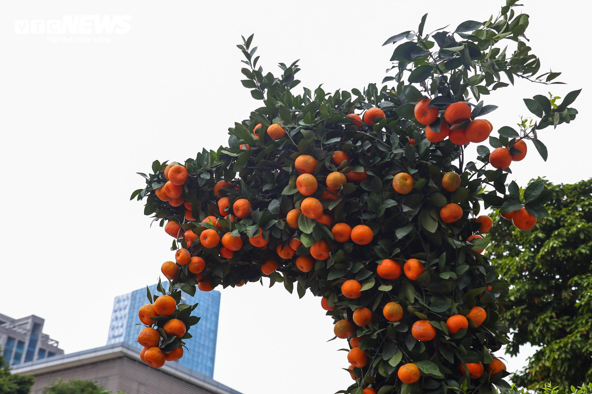 Cặp quất hình rồng giá trăm triệu khoe dáng, chờ khách đại gia xuống tiền mua - 7