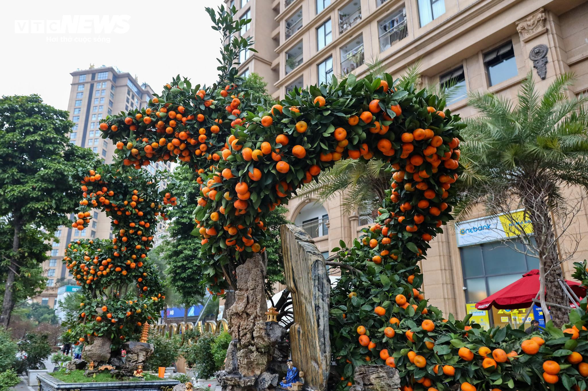 Cặp quất hình rồng giá trăm triệu khoe dáng, chờ khách đại gia xuống tiền mua - 3