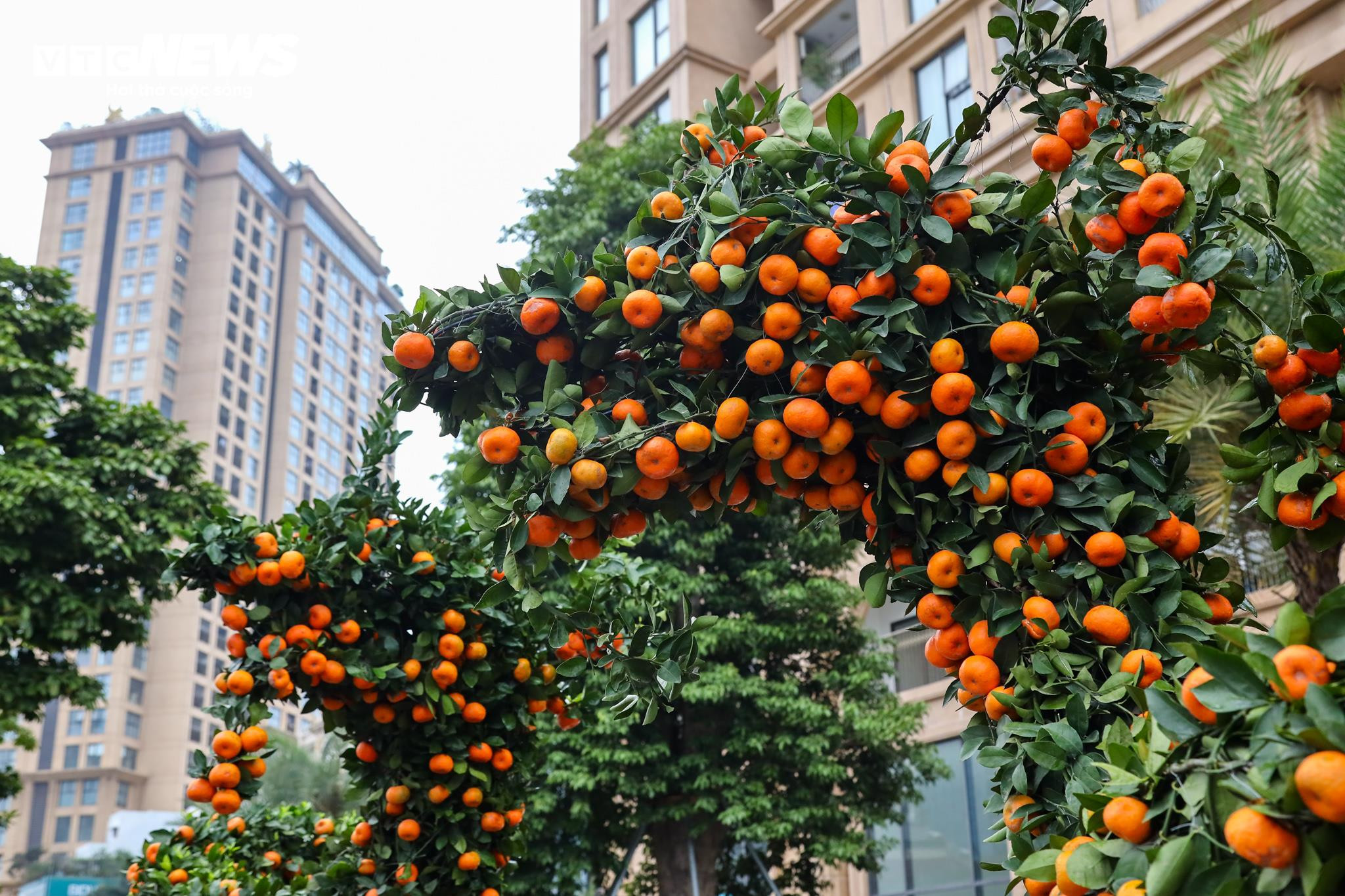 Cặp quất hình rồng giá trăm triệu khoe dáng, chờ khách đại gia xuống tiền mua - 4