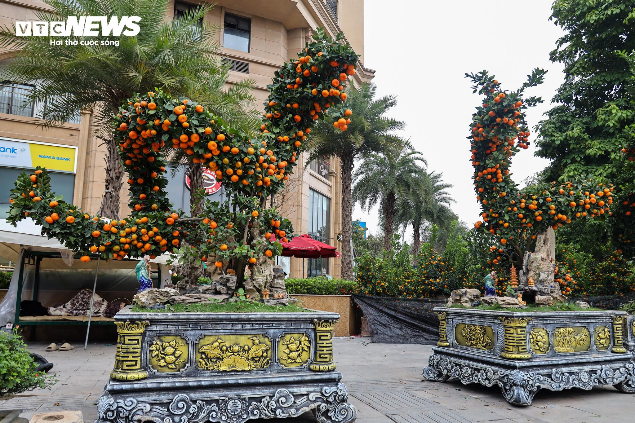 Cặp quất hình rồng giá trăm triệu khoe dáng, chờ khách đại gia xuống tiền mua - 2