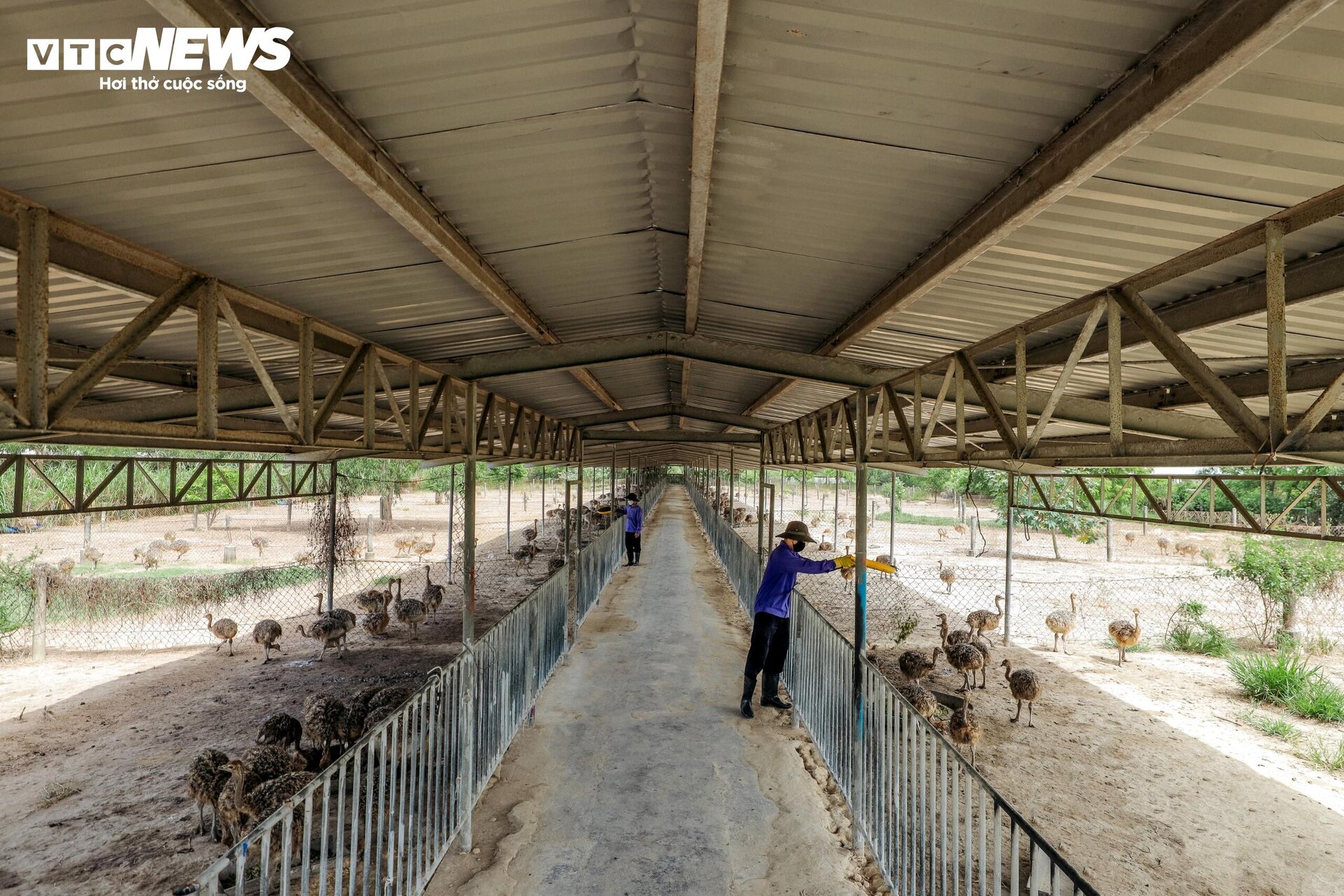 Đến Khánh Hoà xem đà điểu đẻ trứng - 1