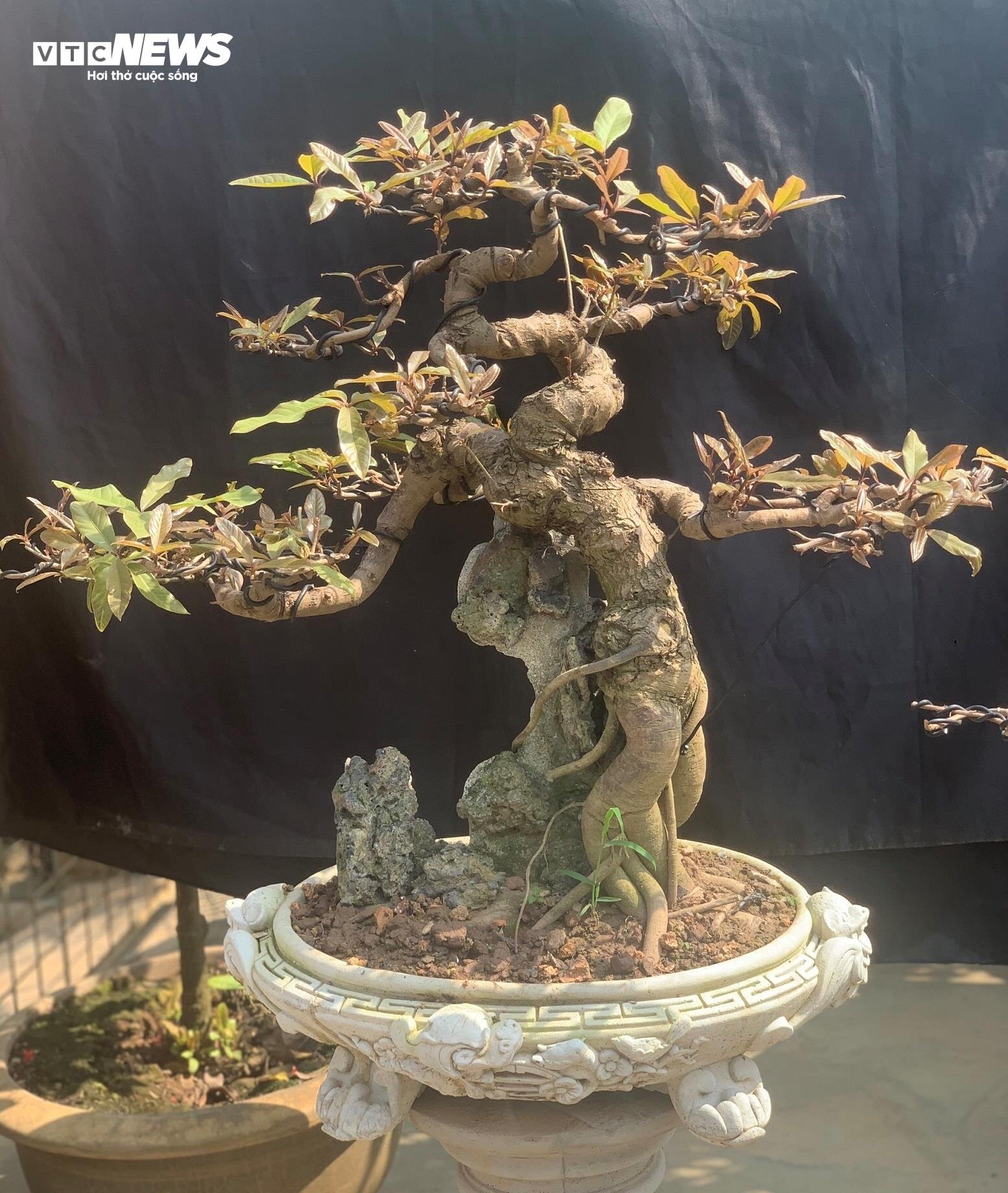 Hốt bạc với nghề tạo dáng cây cảnh bonsai - 2