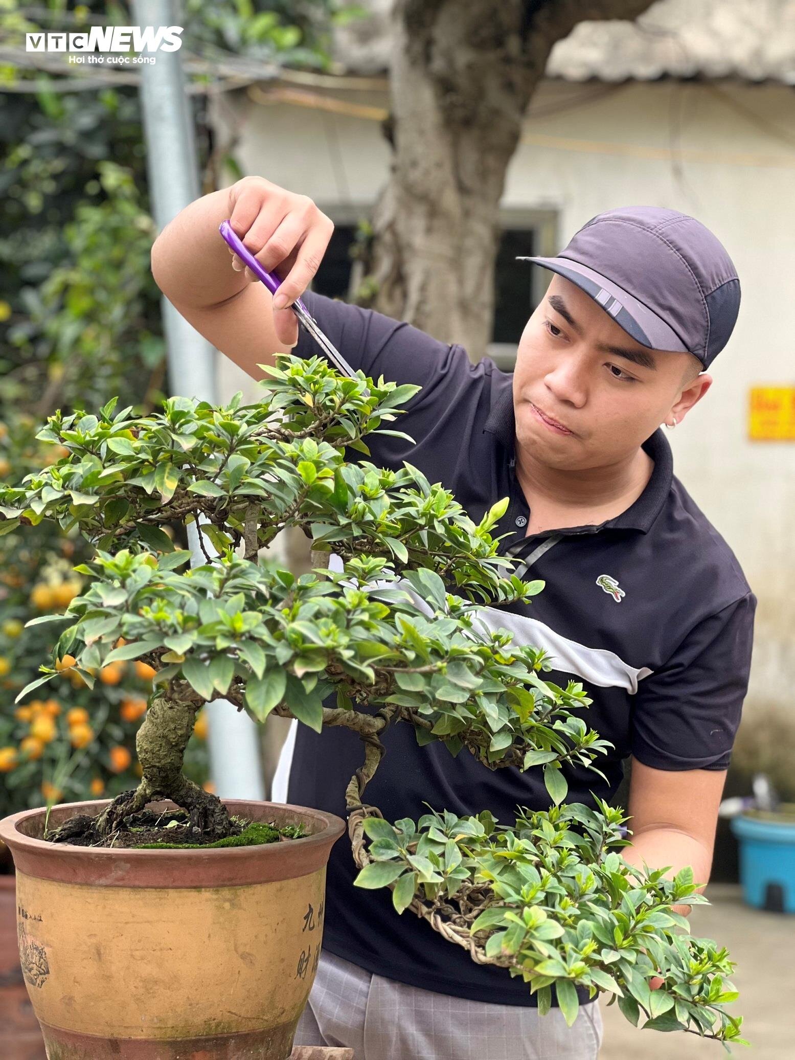 Hốt bạc với nghề tạo dáng cây cảnh bonsai - 5
