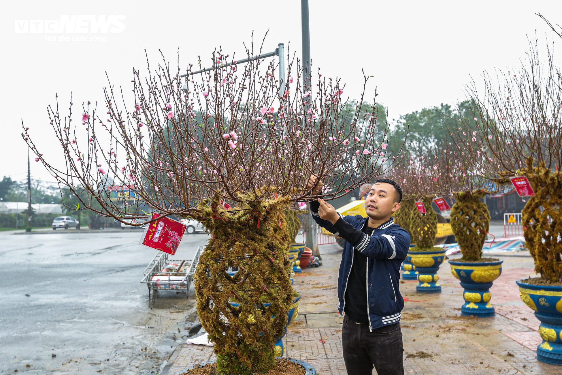 Độc đáo 10 cây đào uốn thành chiếc lộc bình hút khách chơi Tết - 2