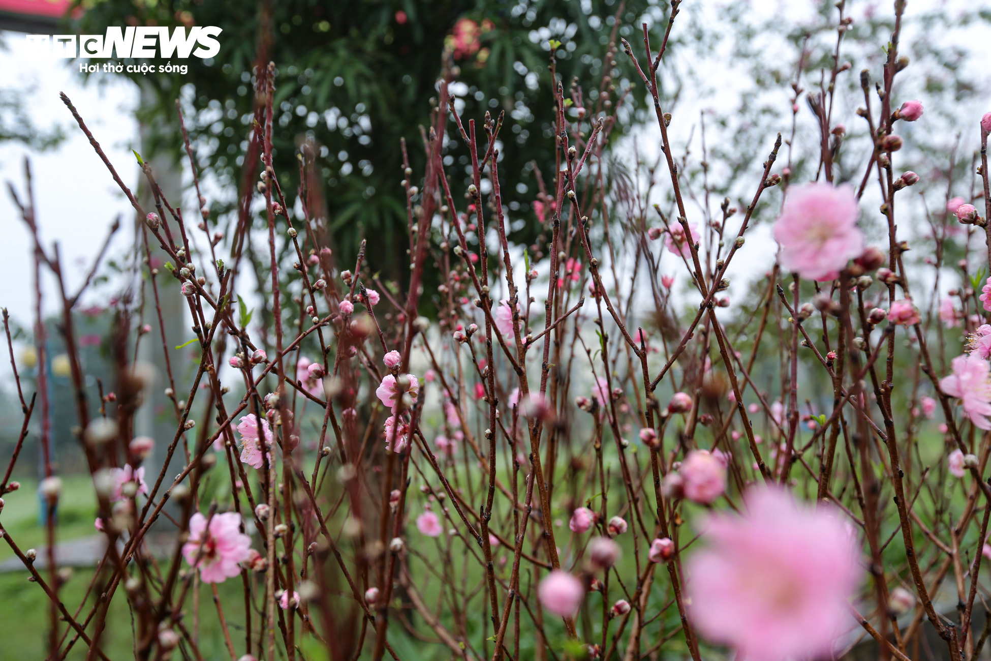 Độc đáo 10 cây đào uốn thành chiếc lộc bình hút khách chơi Tết - 5