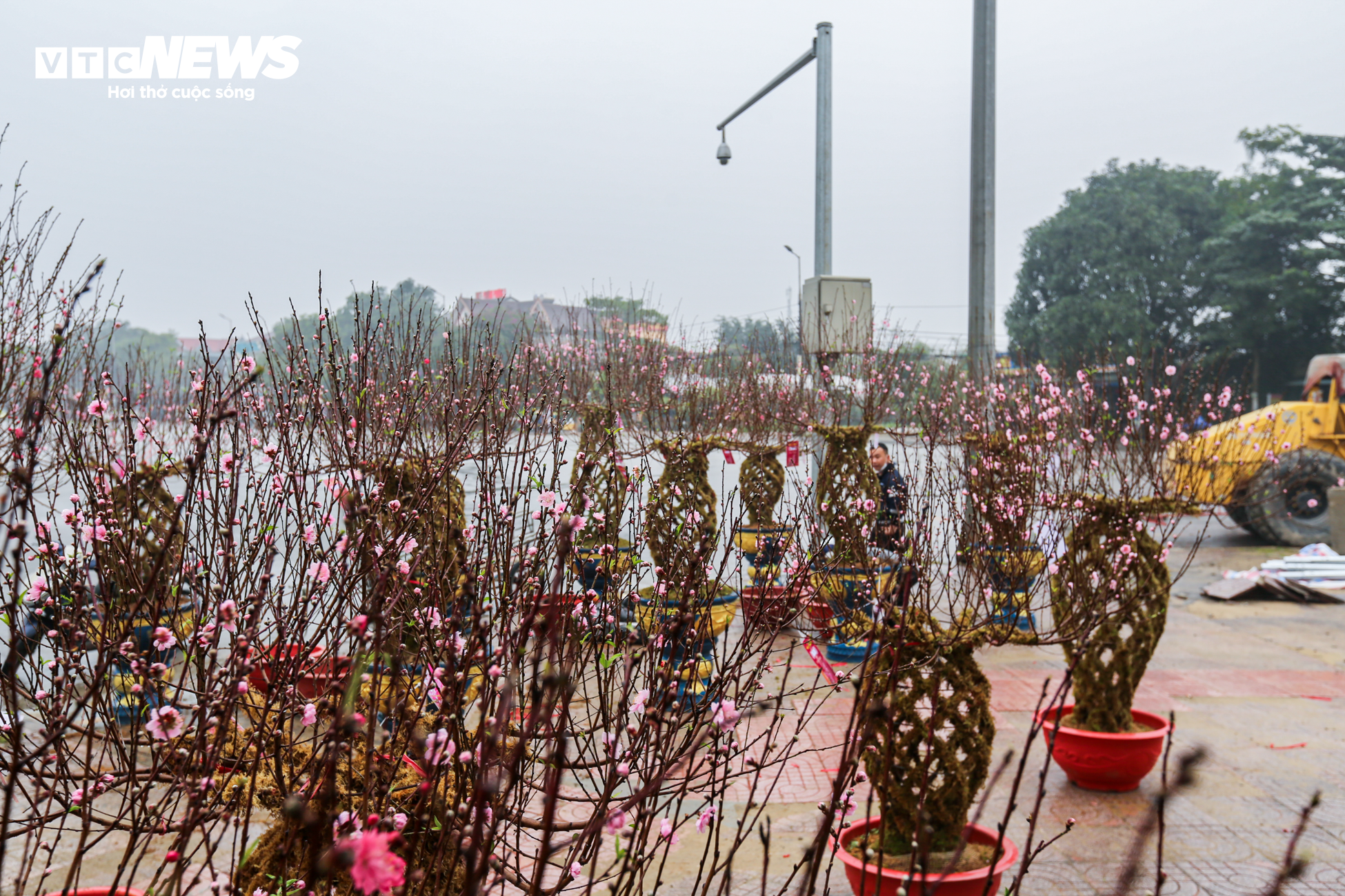 Độc đáo 10 cây đào uốn thành chiếc lộc bình hút khách chơi Tết - 3