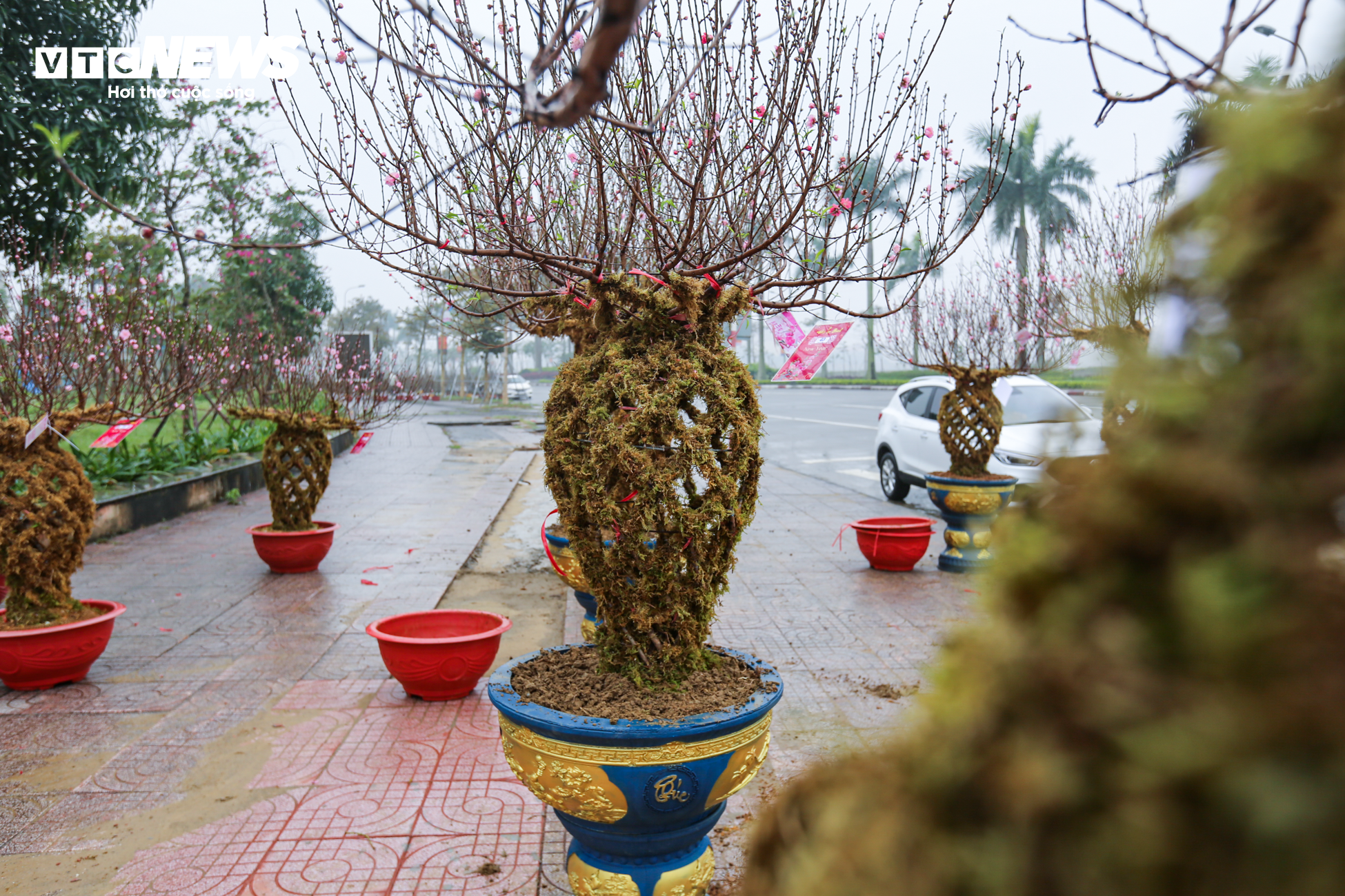 Độc đáo 10 cây đào uốn thành chiếc lộc bình hút khách chơi Tết - 7