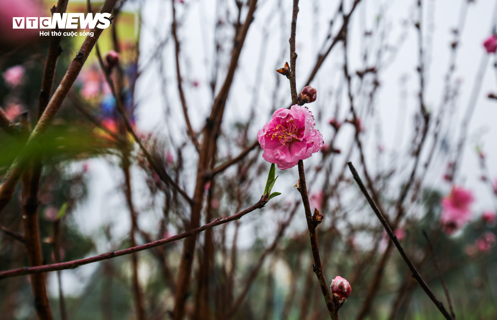 Độc đáo 10 cây đào uốn thành chiếc lộc bình hút khách chơi Tết - 14