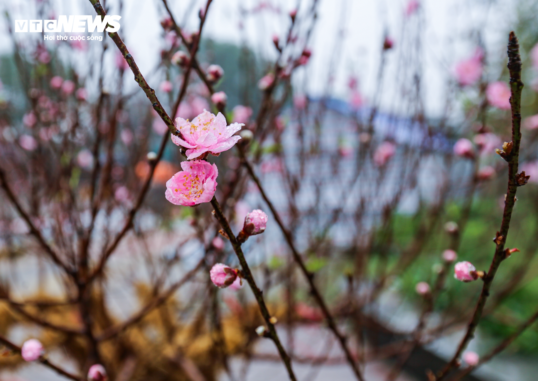 Độc đáo 10 cây đào uốn thành chiếc lộc bình hút khách chơi Tết - 15