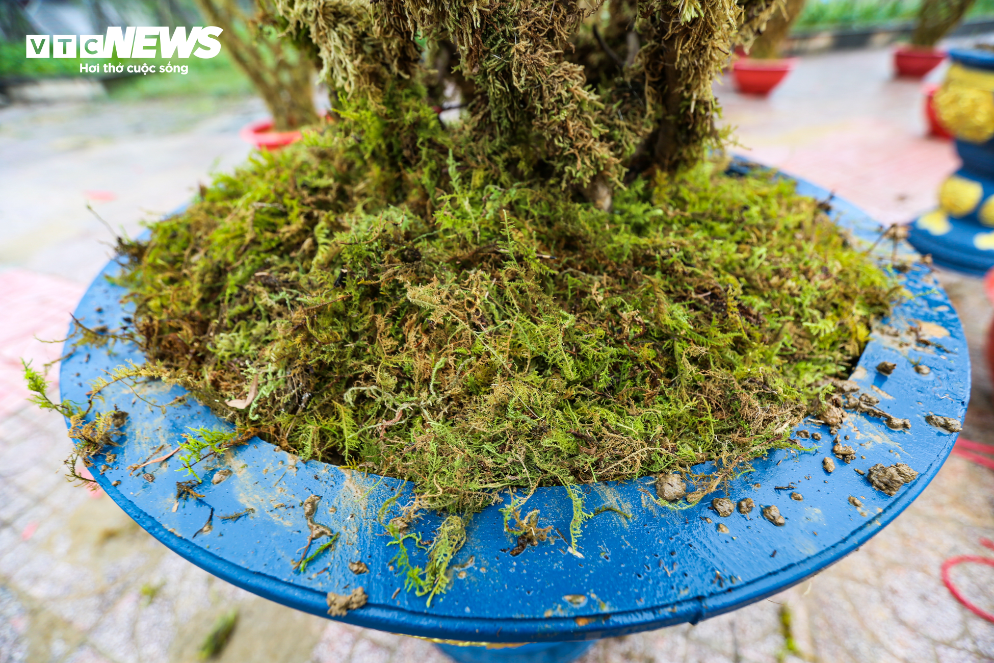 Độc đáo 10 cây đào uốn thành chiếc lộc bình hút khách chơi Tết - 12