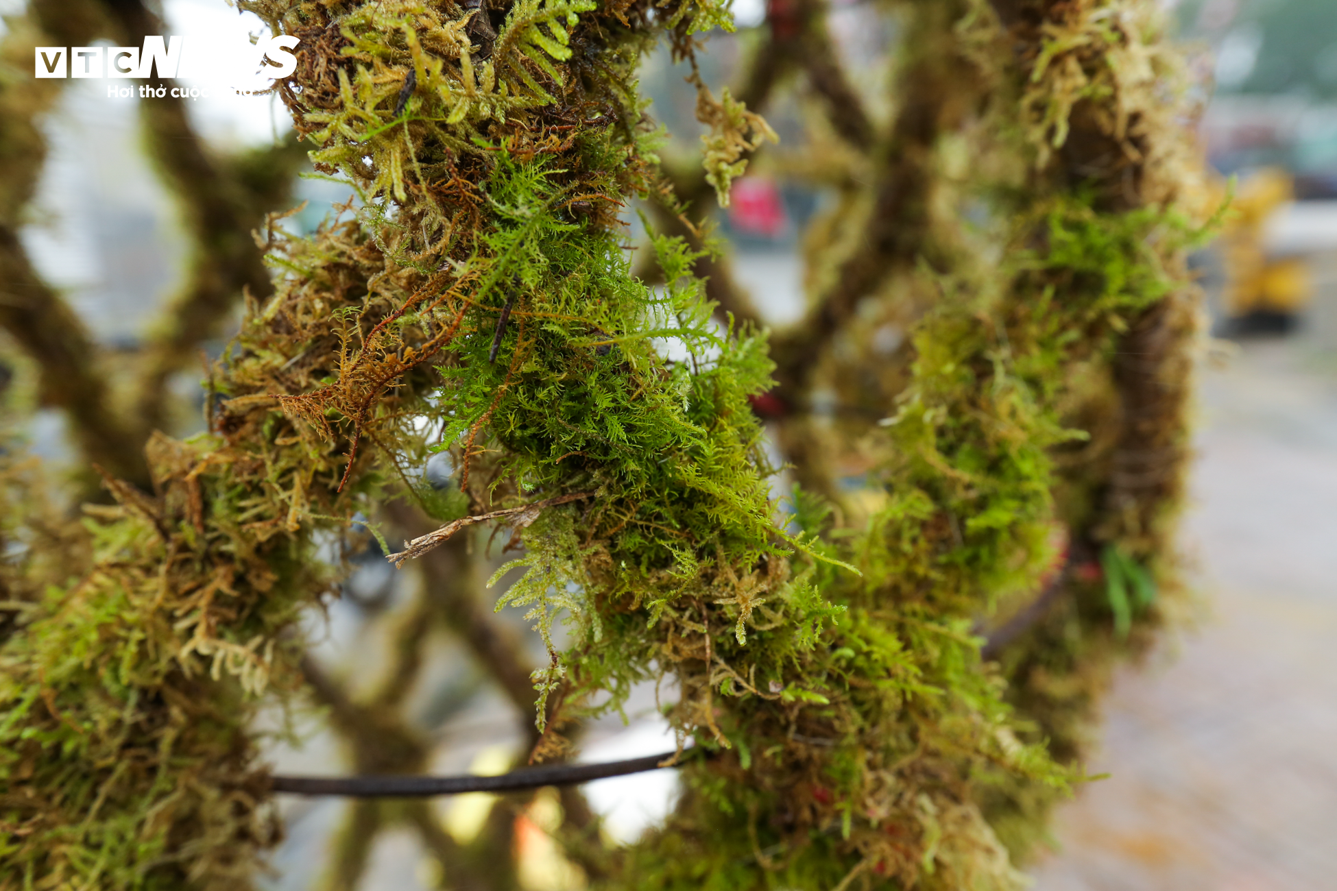 Độc đáo 10 cây đào uốn thành chiếc lộc bình hút khách chơi Tết - 11