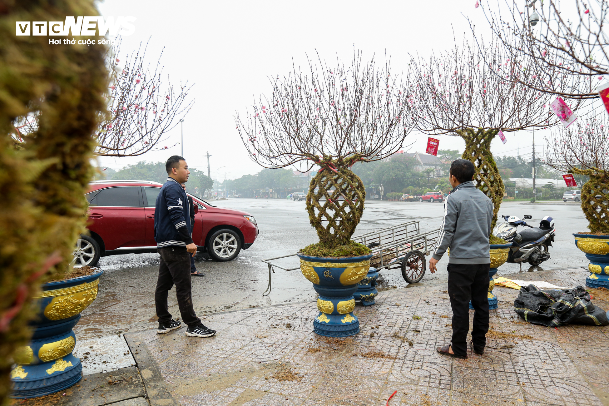 Độc đáo 10 cây đào uốn thành chiếc lộc bình hút khách chơi Tết - 13