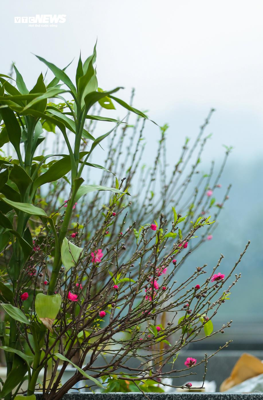 Người dân mang đào quất đi tảo mộ, mời tổ tiên về đón Tết - 11