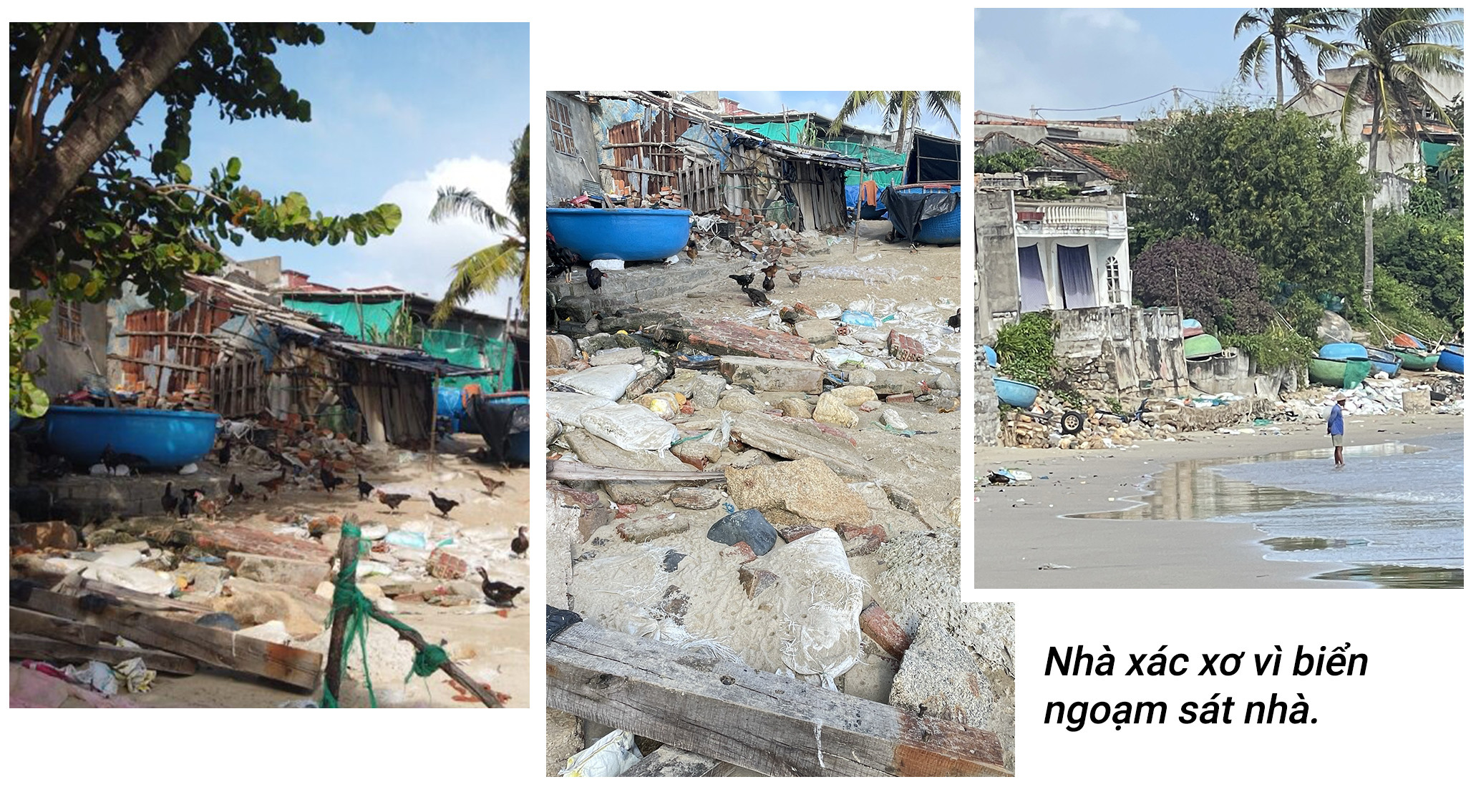 Rừng phòng hộ 'chết oan' ở Bình Định: Rừng mất, người than khóc - 2